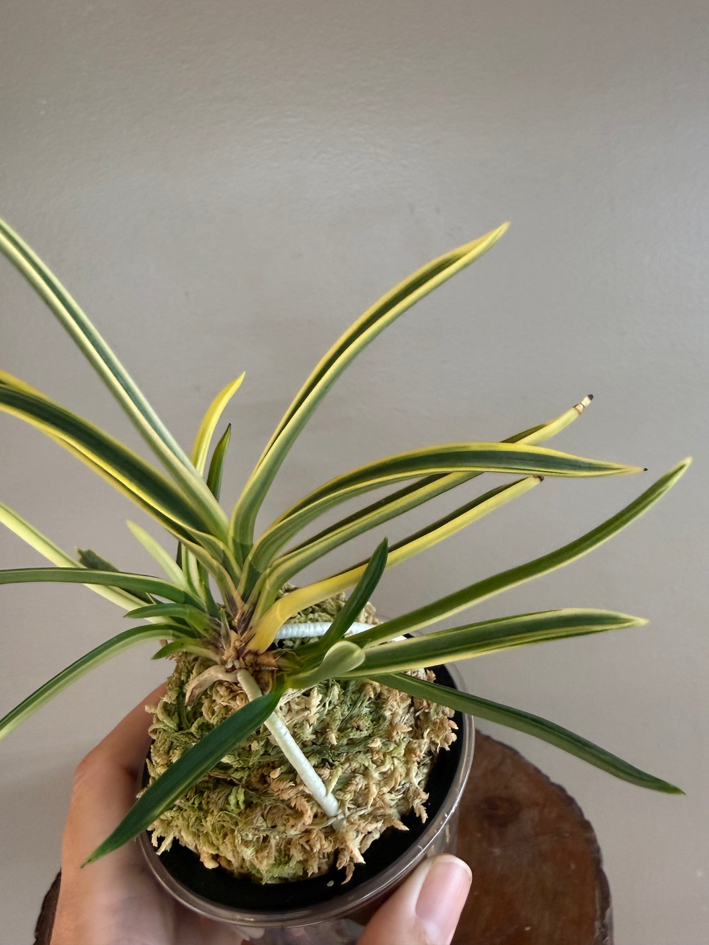 Neofinetia falcata Gojo Fukurin 御城覆輪