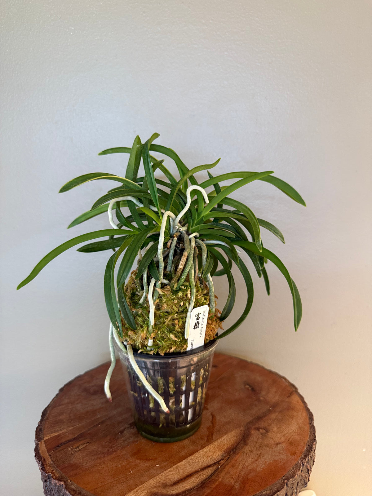 Neofinetia falcata Fugaku 富嶽