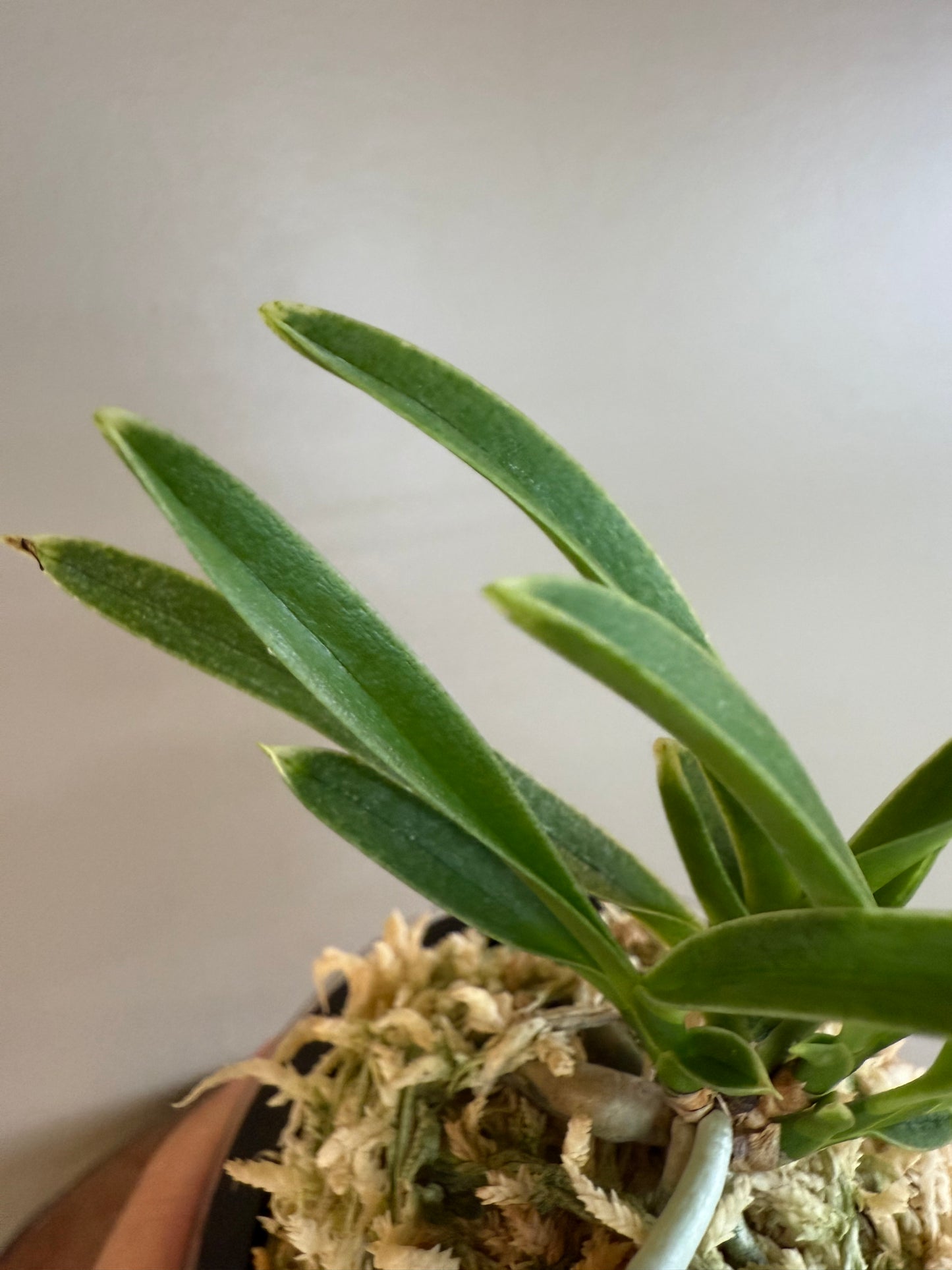 Neofinetia falcata Ginseikan 銀星冠