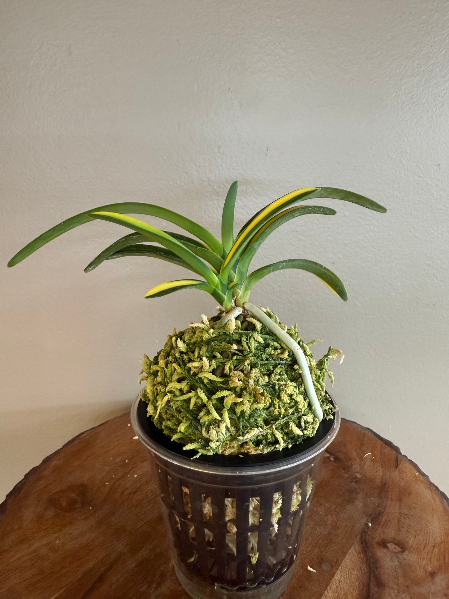 Neofinetia falcata Yokihime 楊貴姫