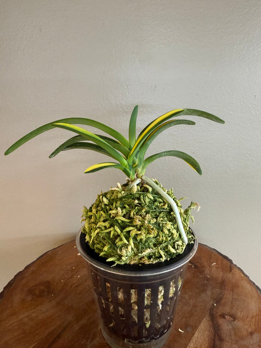 Neofinetia falcata Yokihime 楊貴姫