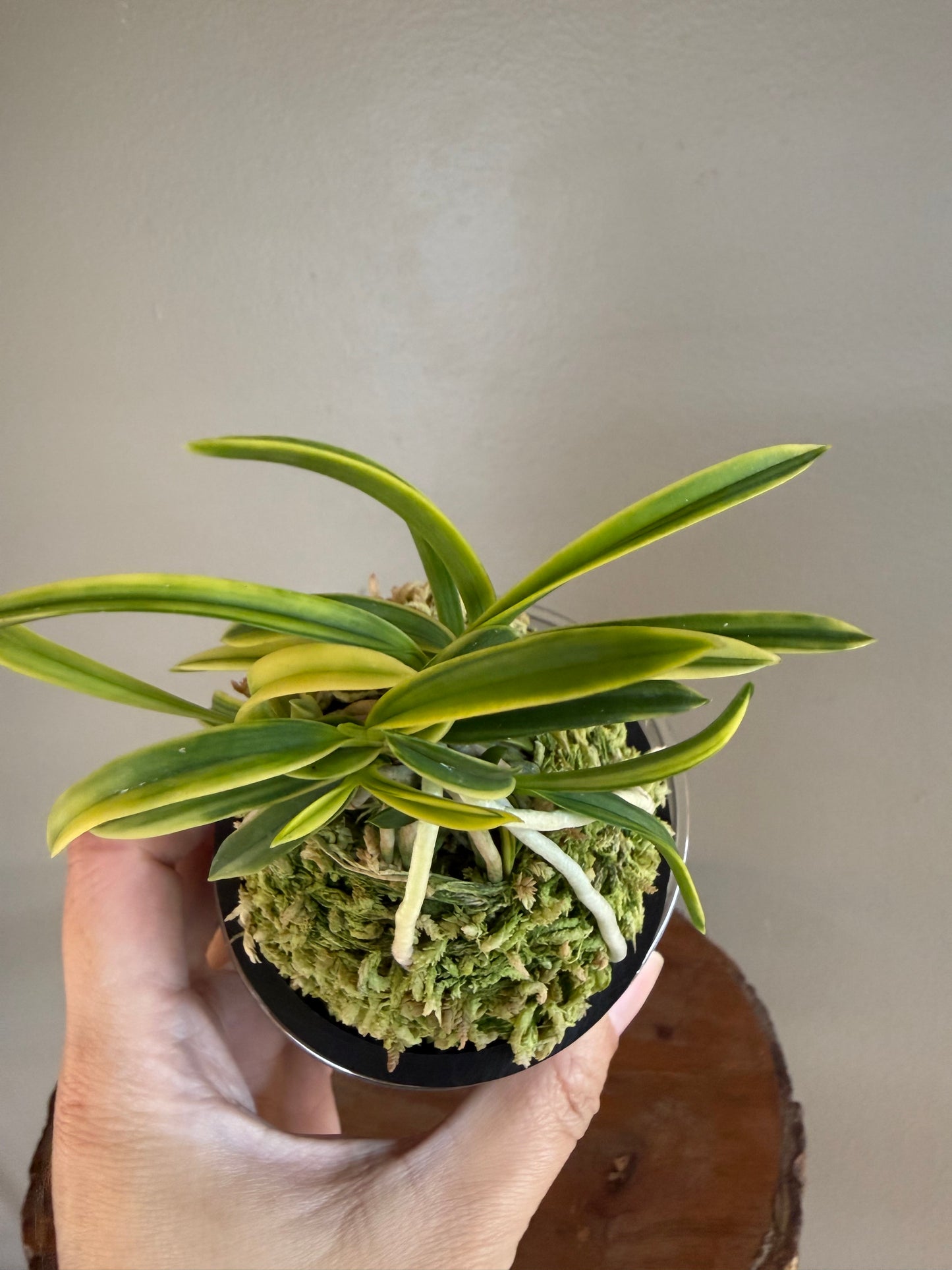 Neofinetia falcata Fugaku 富嶽