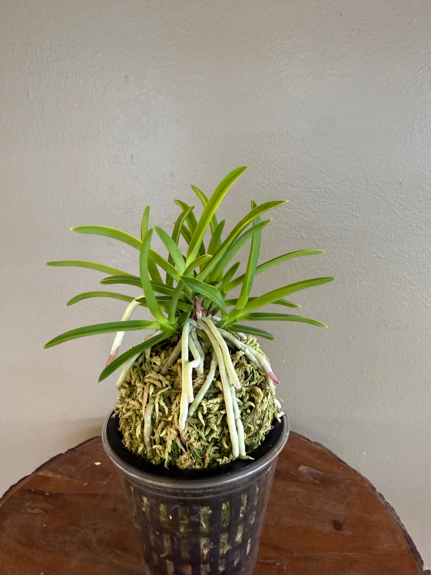 Neofinetia falcata Kinroukaku 金樓閣