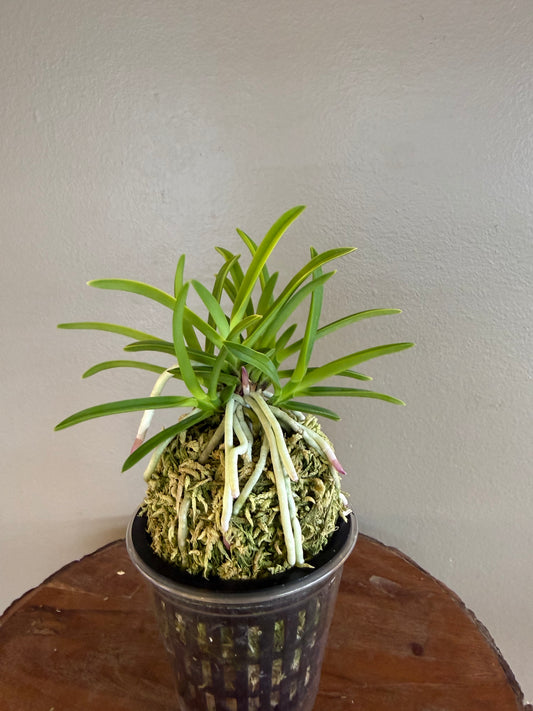 Neofinetia falcata Kinroukaku 金樓閣