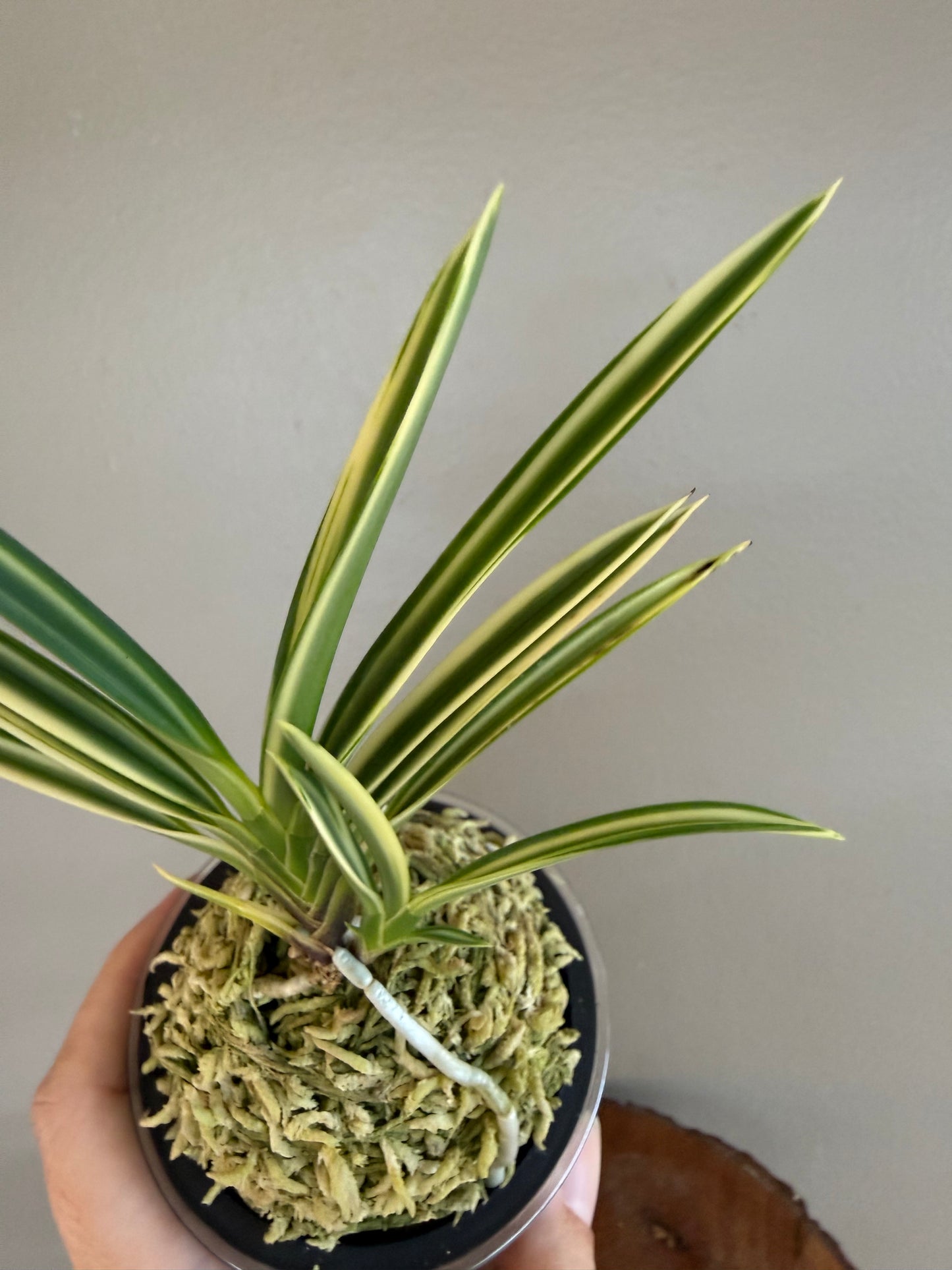 Neofinetia falcata Seoringeum 雪印錦