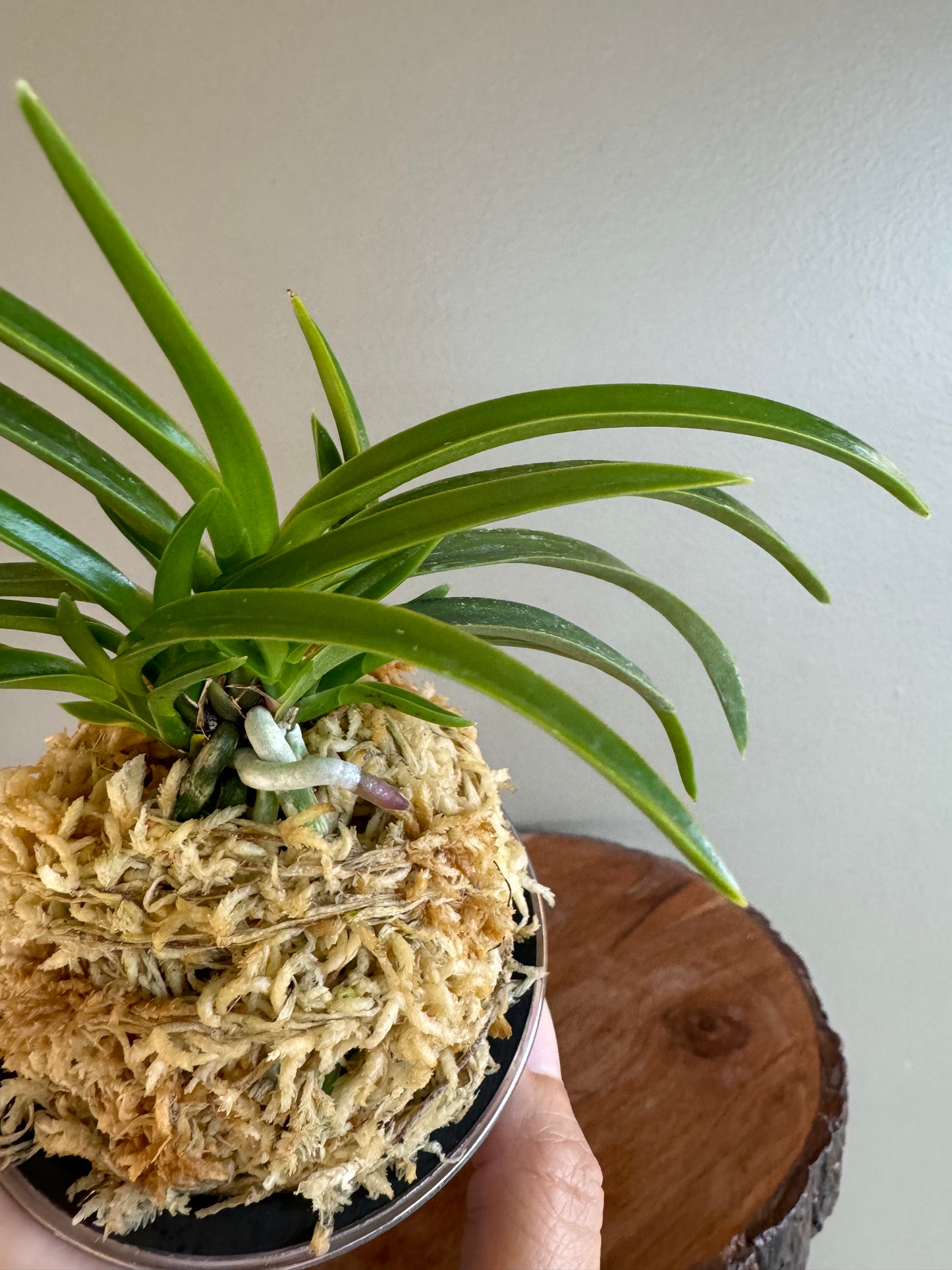 Neofinetia falcata Konpeki 紺碧