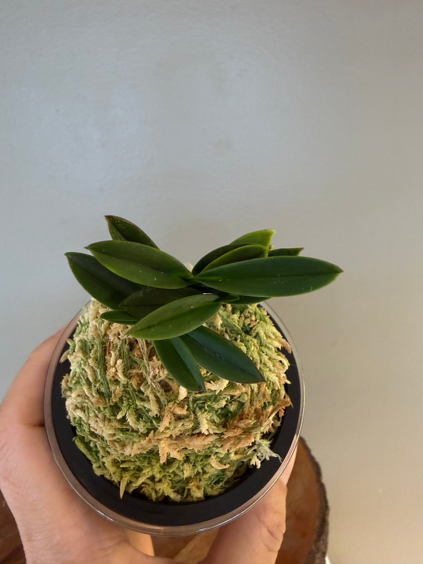 Neofinetia falcata Kobantakara 小判宝