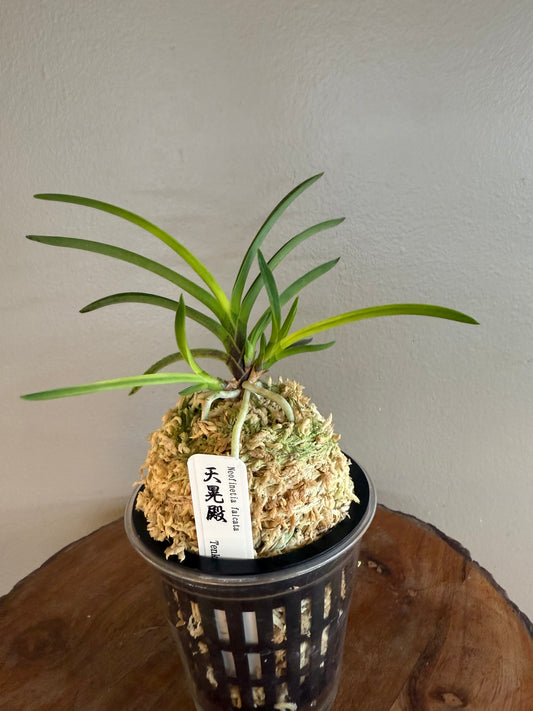 Neofinetia falcata Tenkouden 天晃殿