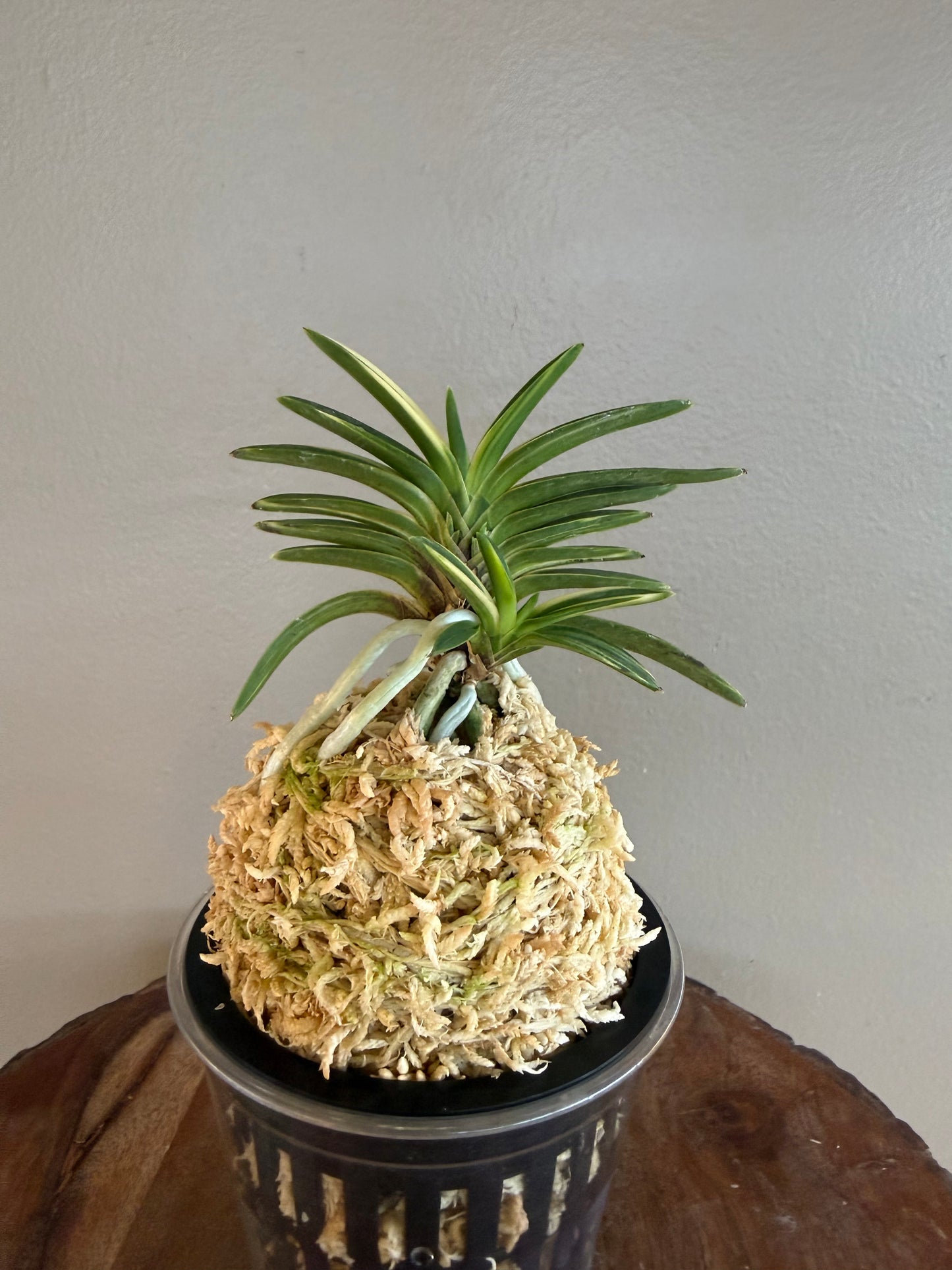 Neofinetia falcata Hakugetsu Tanba 白潔短葉（jp 白龍の舞 Hakuryu no Mai)