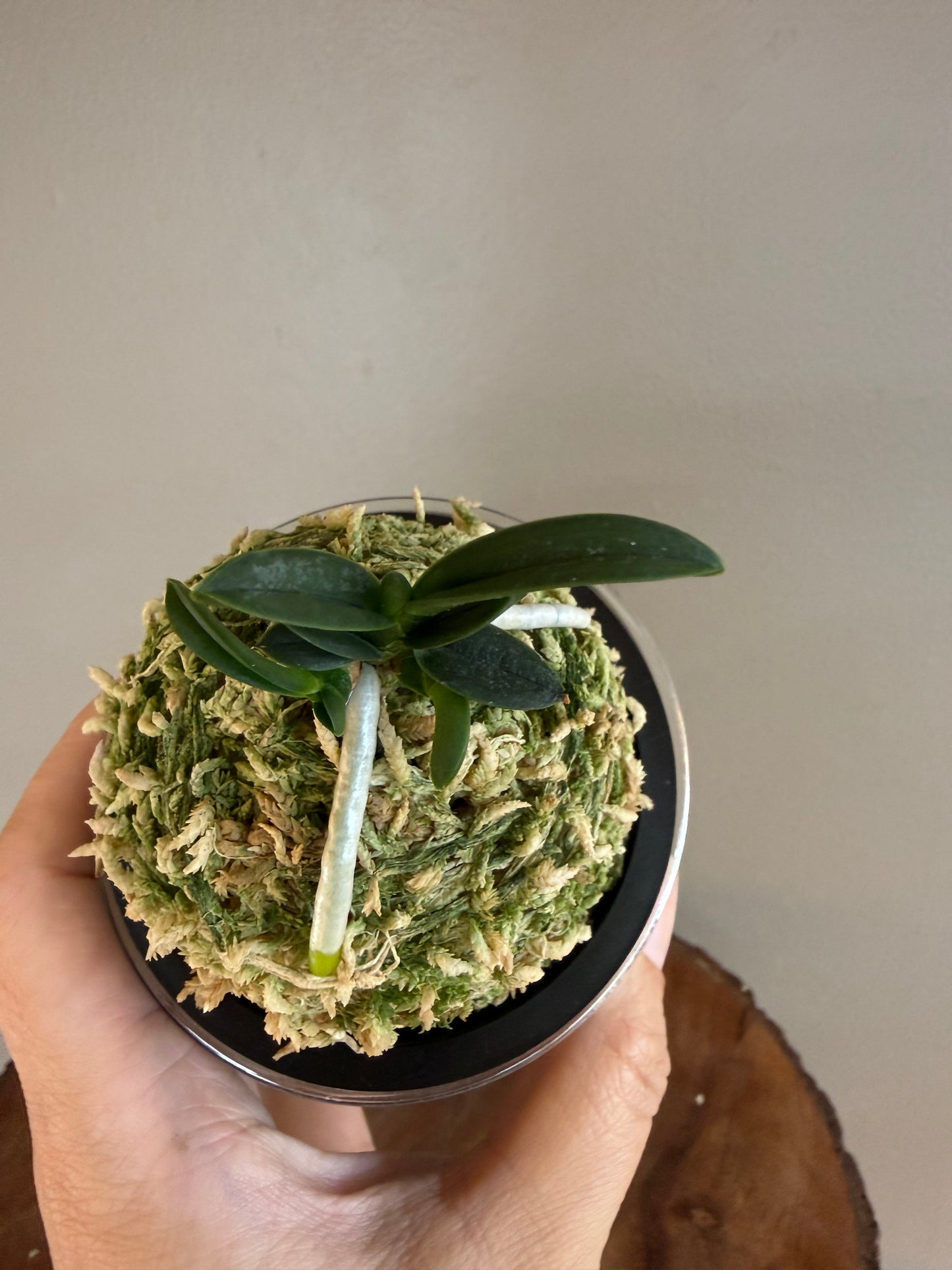 Neofinetia falcata Senzai 千載