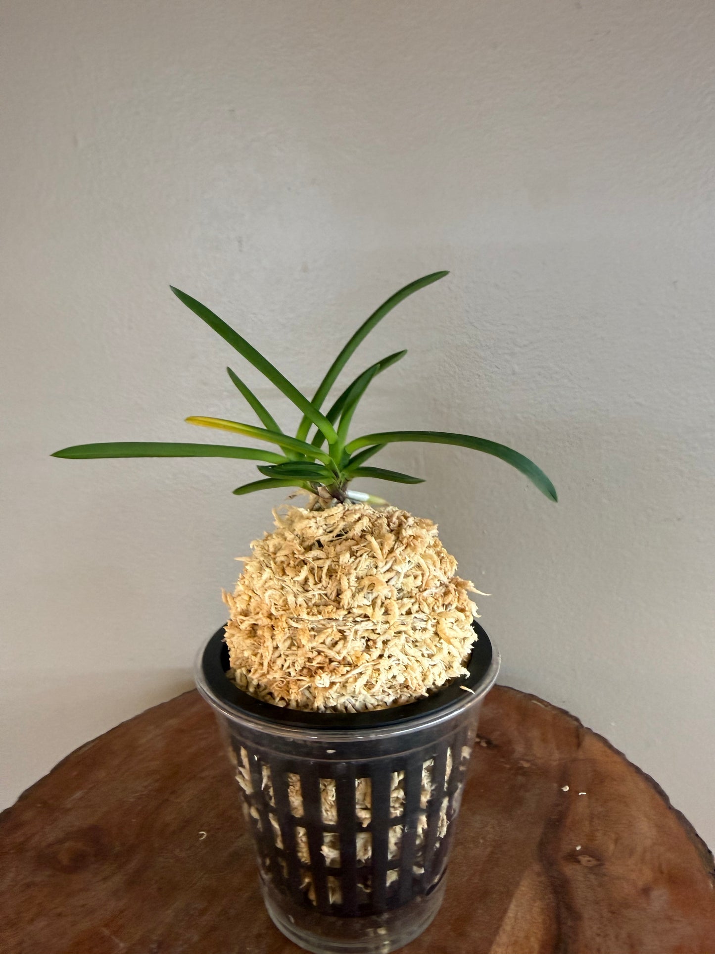 Neofinetia falcata Benitengu 紅天狗