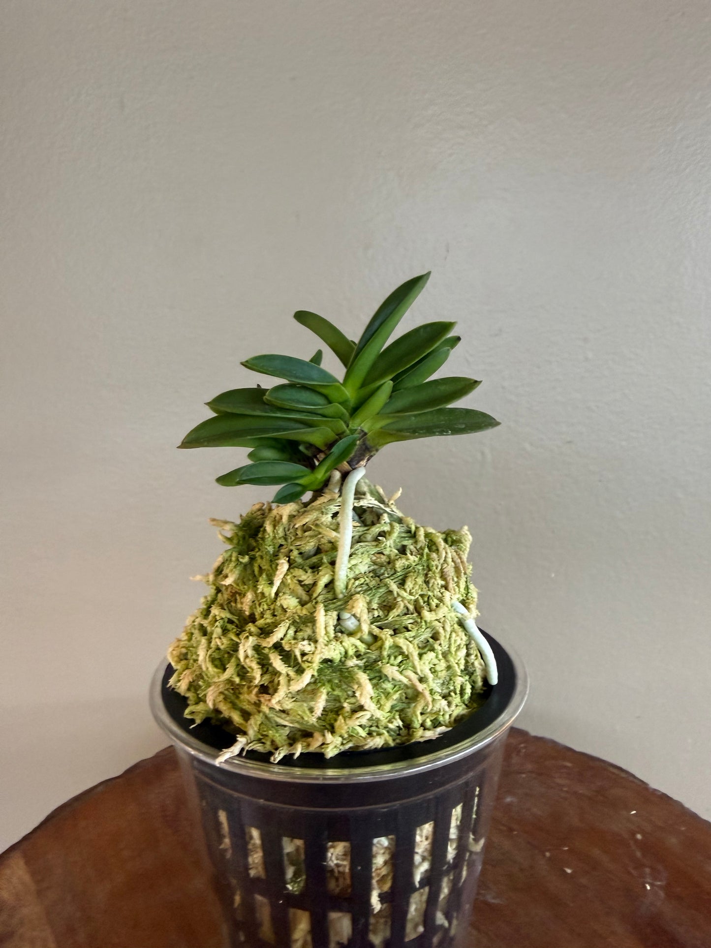 Neofinetia falcata Tamakongo 玉金剛