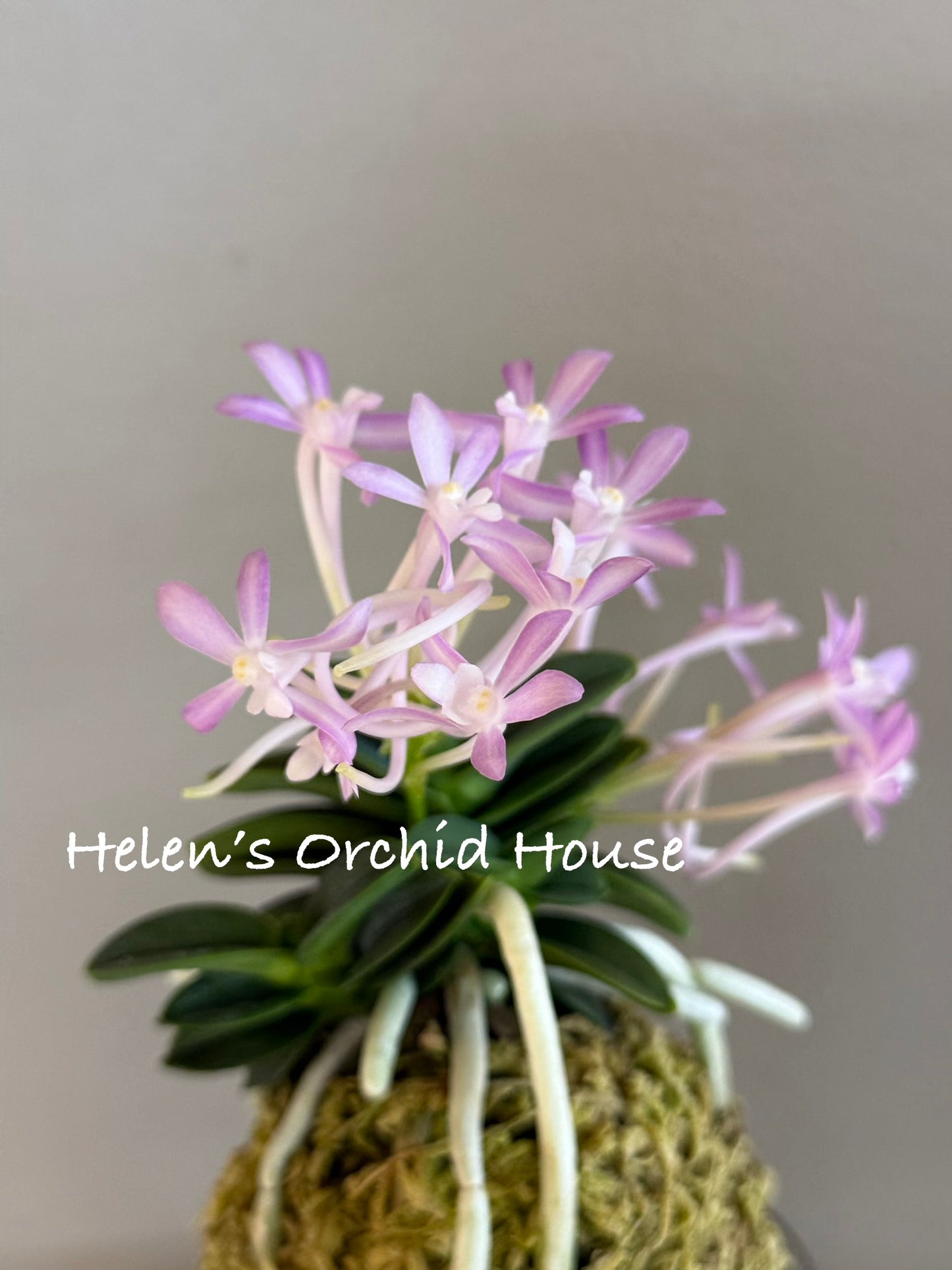 Neofinetia falcata Dojangwon (Jangwon+Honghyeon) 桃壯元