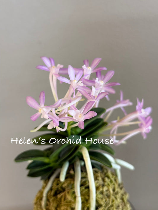 Neofinetia falcata Dojangwon (Jangwon+Honghyeon) 桃壯元