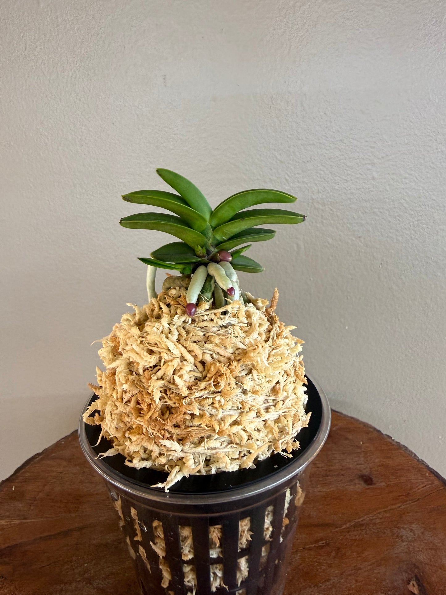 Neofinetia falcata Janggun 將軍