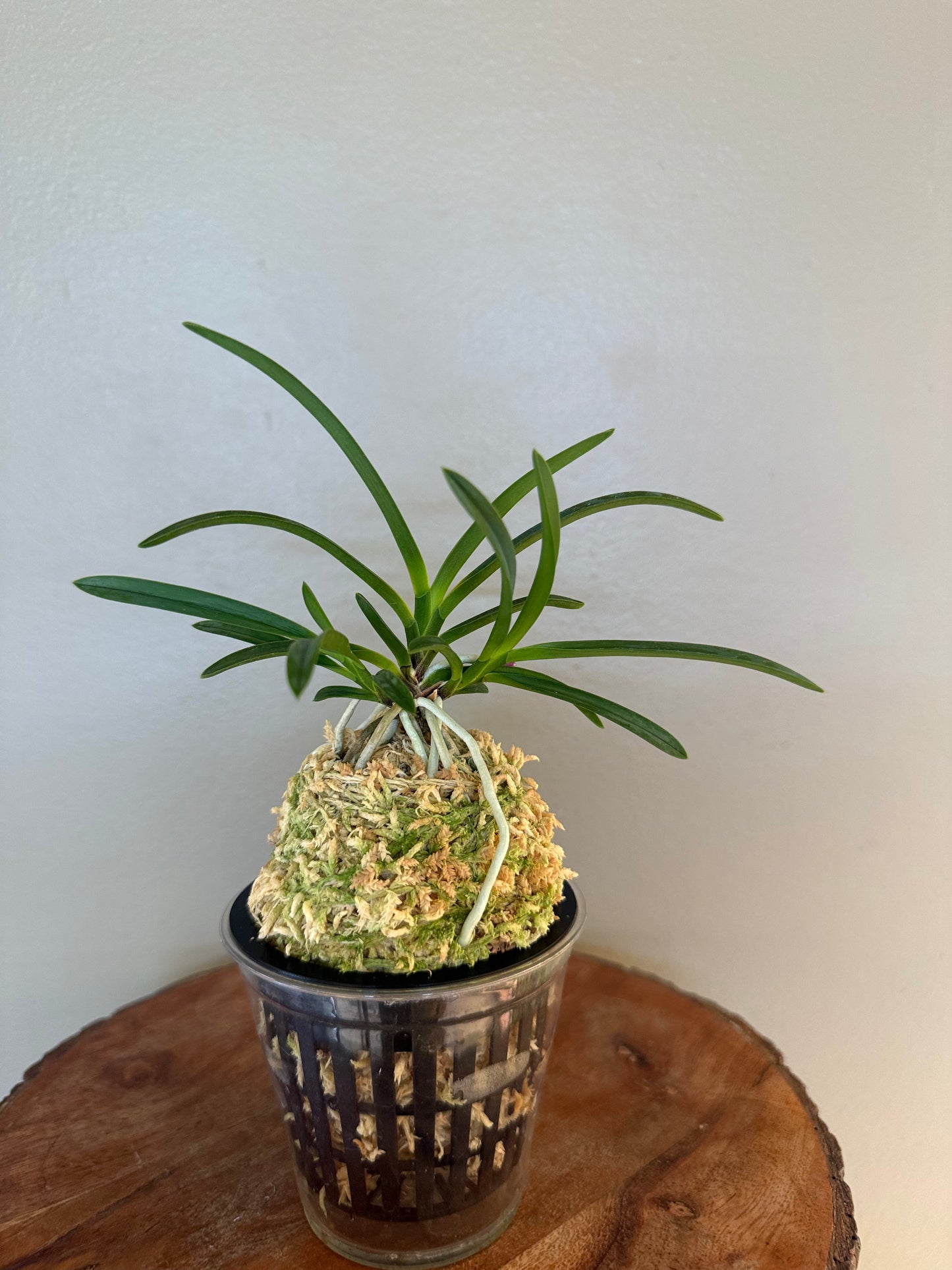 Neofinetia falcata Koukiden 晃貴殿 (Ruby root)
