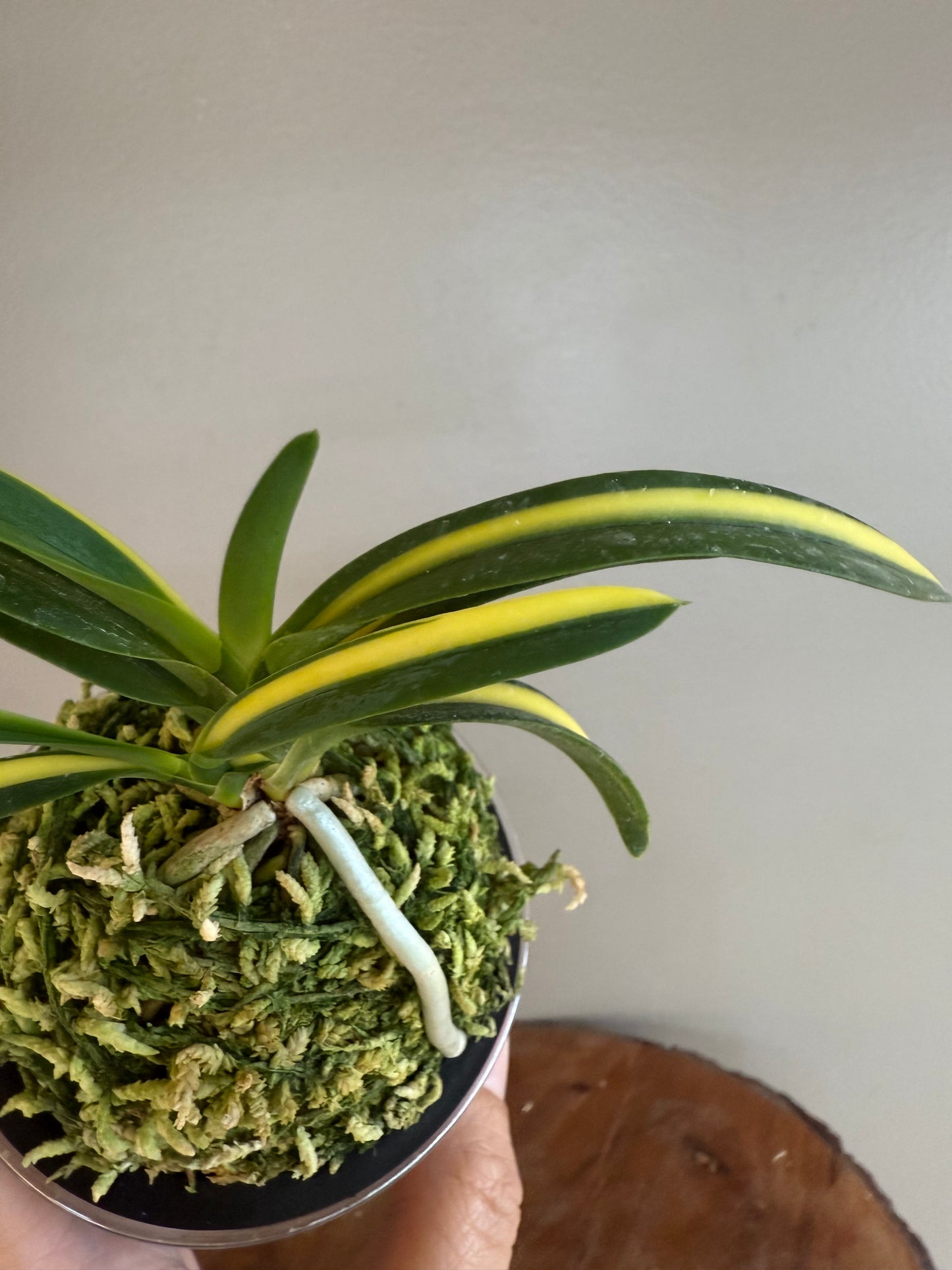 Neofinetia falcata Yokihime 楊貴姫