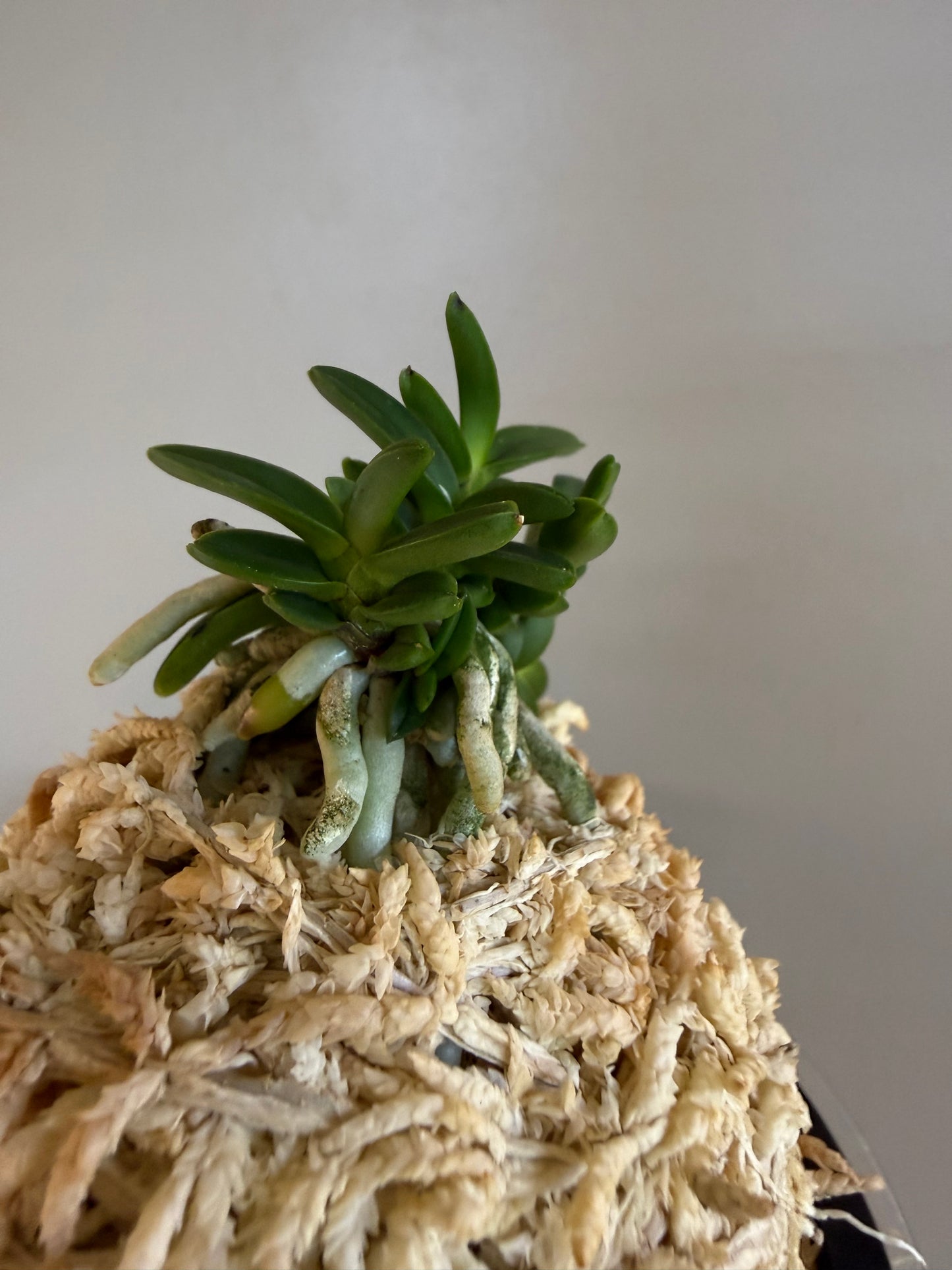 Neofinetia falcata Kuroshinju 黒真珠