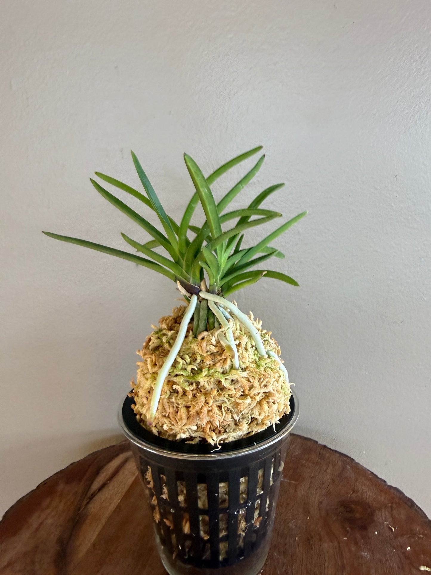 Neofinetia falcata Kibana 黃花
