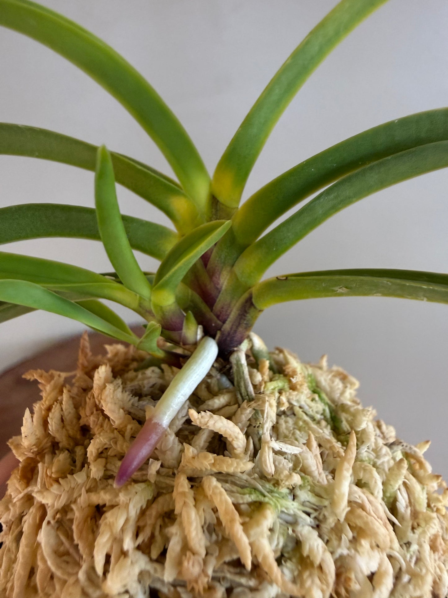 Neofinetia falcata Shingetsu 真月
