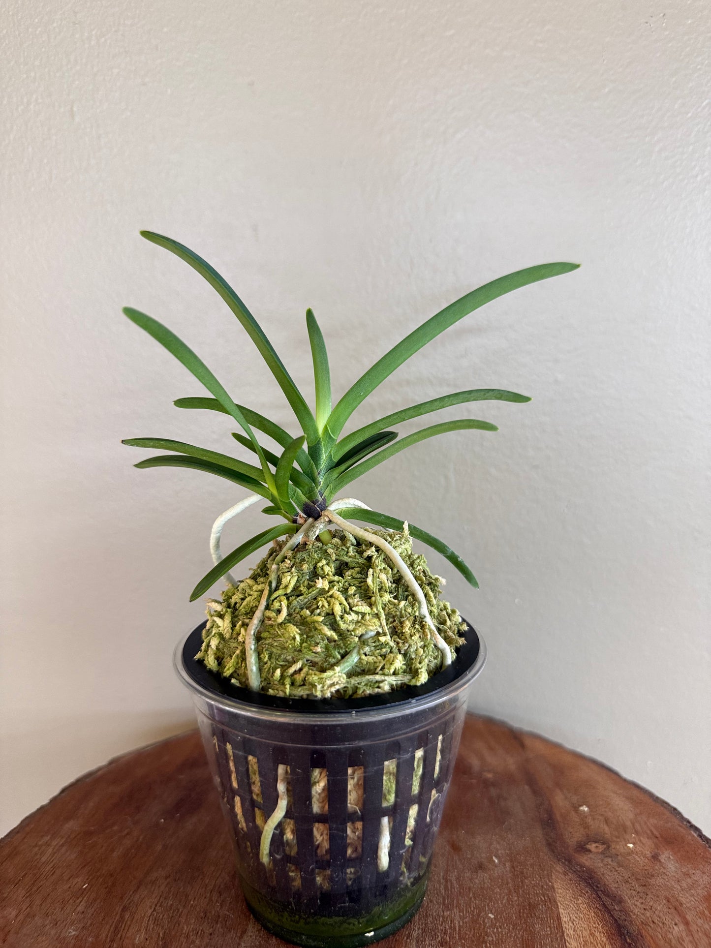 Neofinetia falcata Jangjahong 長紫紅