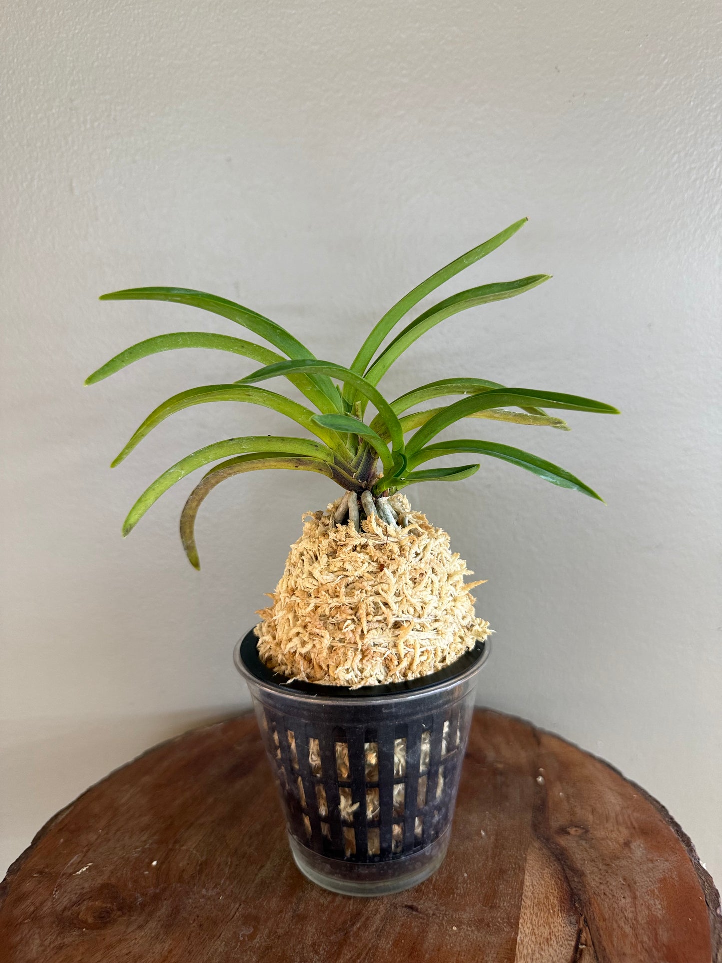 Neofinetia falcata Soubiryu 双尾龍
