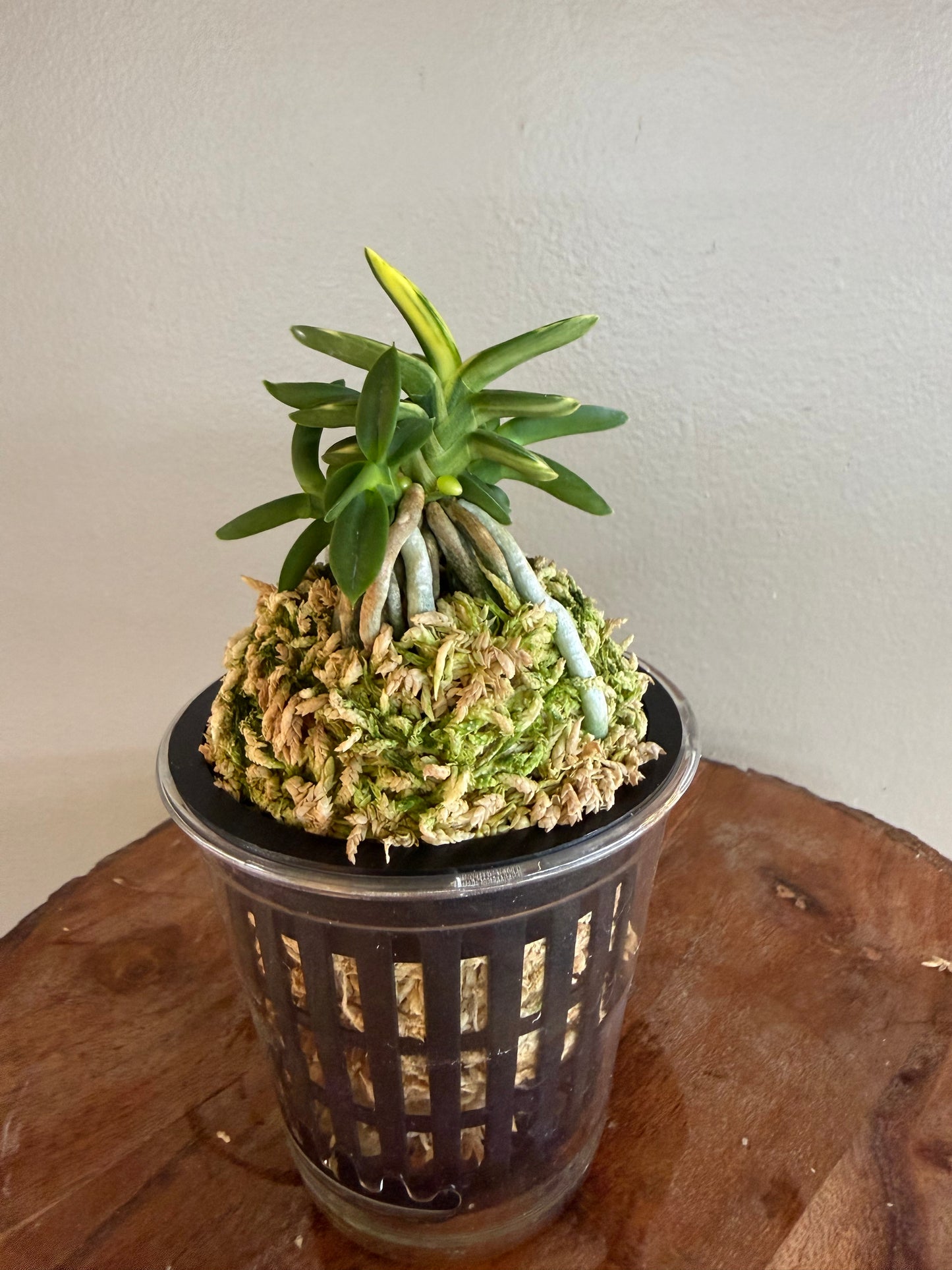 Neofinetia falcata Chwiwolho 翠月湖