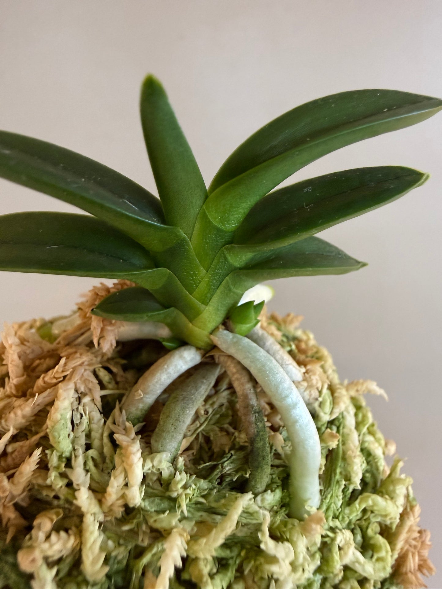 Neofinetia falcata Chwiwol 翠月