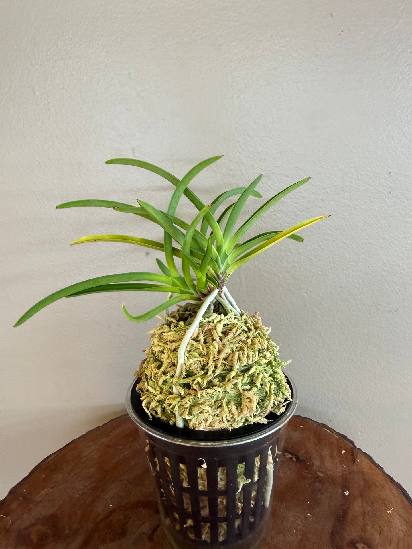 Neofinetia falcata Kyobijin 京美人