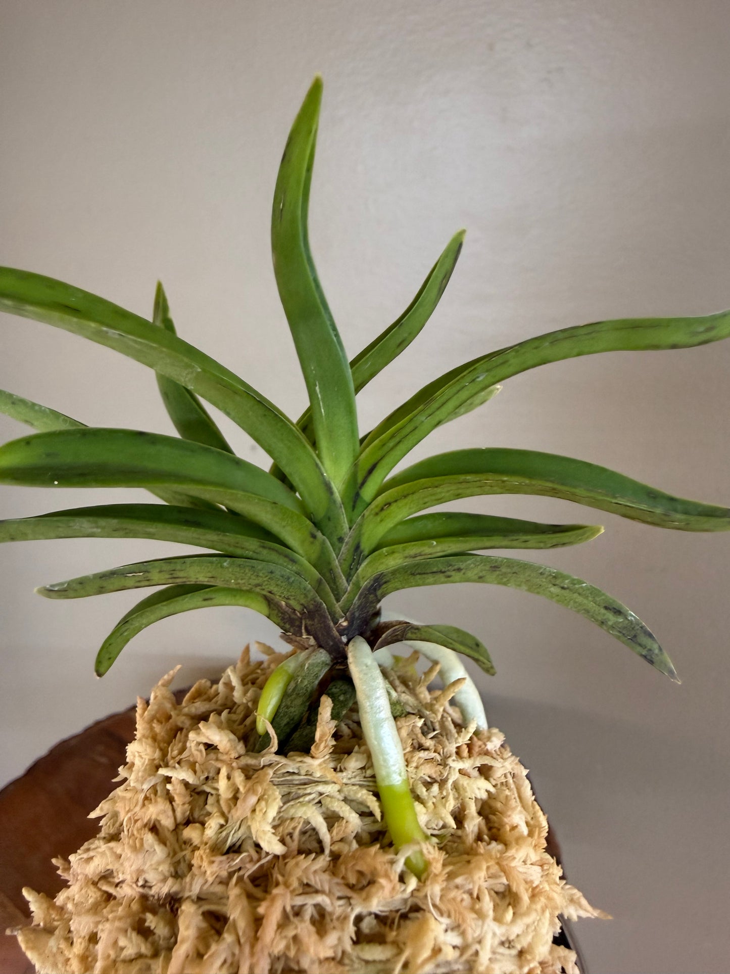 Neofinetia falcata Kouya 荒野