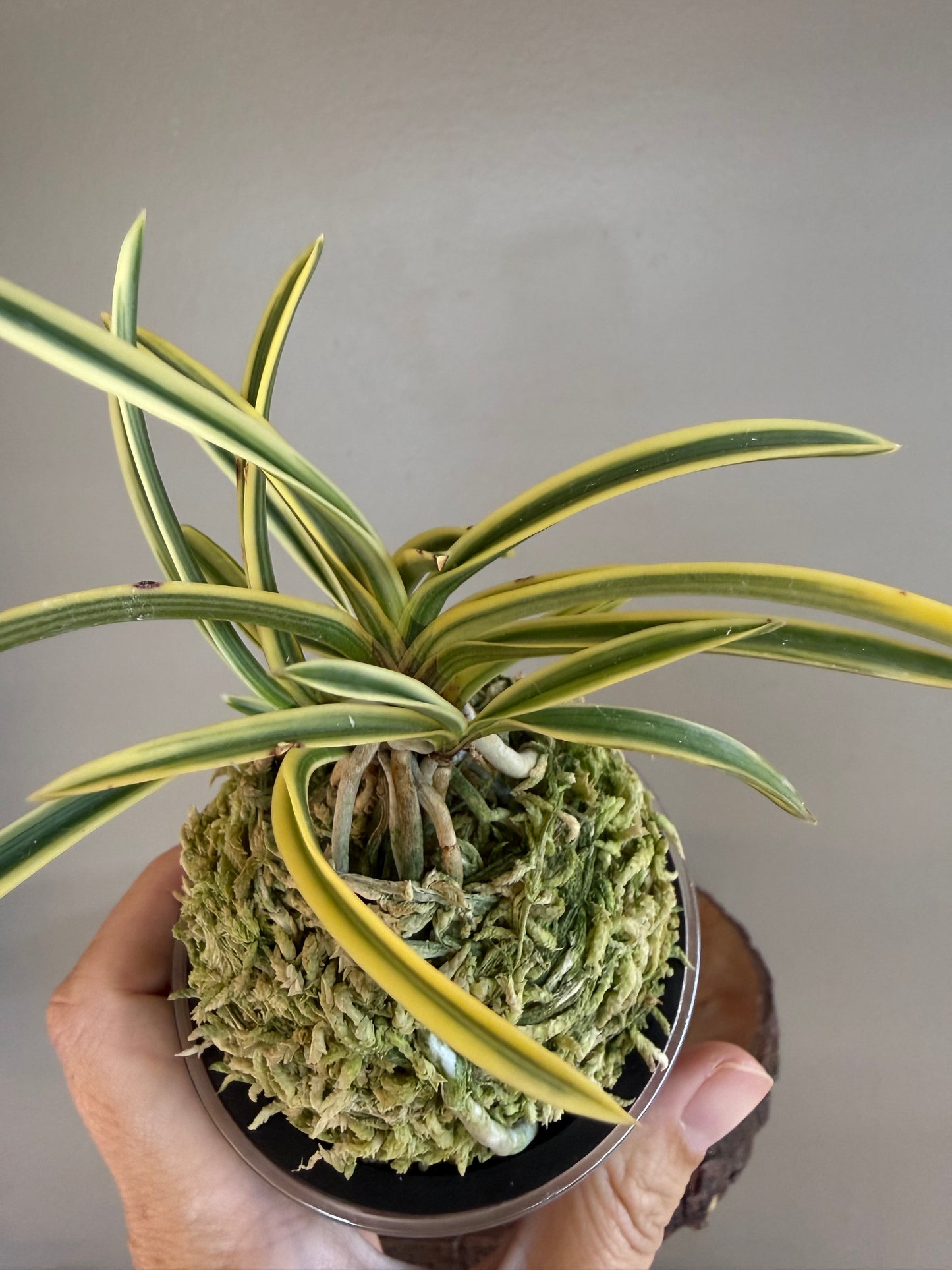 Neofinetia falcata Kotou Fukurin 湖東覆輪