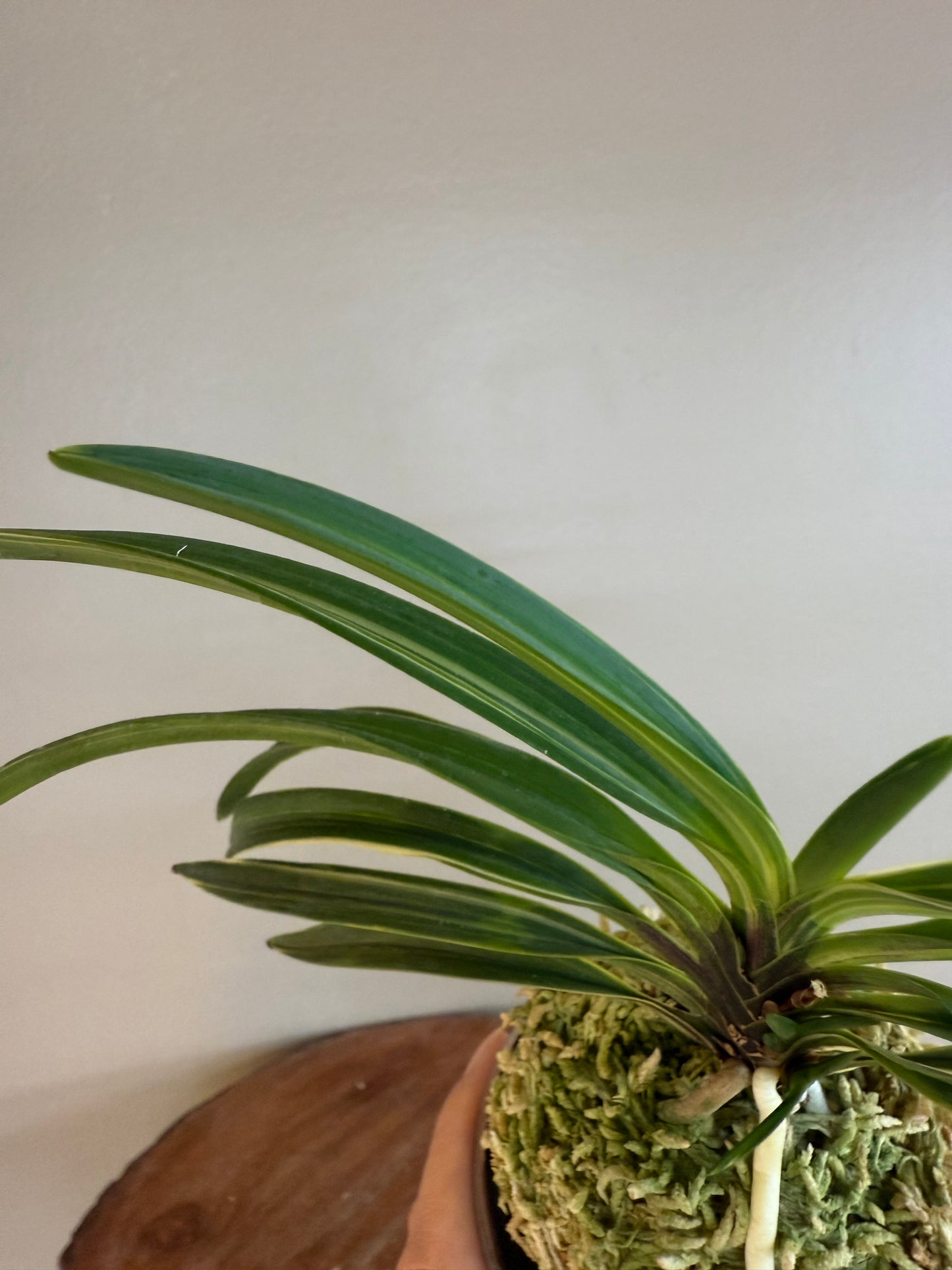 Neofinetia falcata Momoyama Nishiki 桃山錦