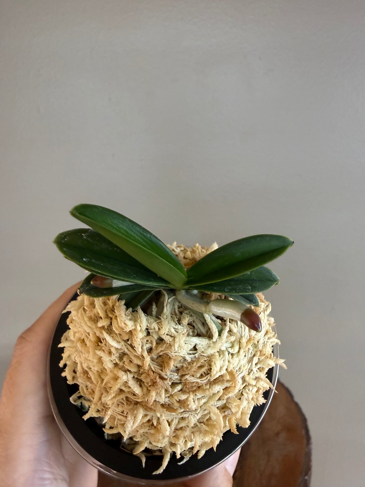 Neofinetia falcata Jangwon 壯元
