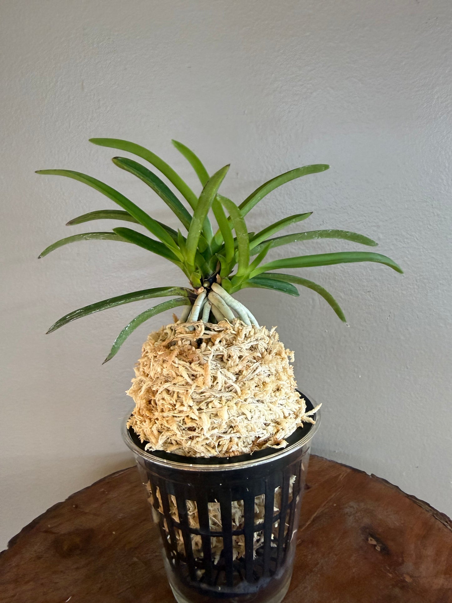 Neofinetia falcata Honghyeon 紅玄