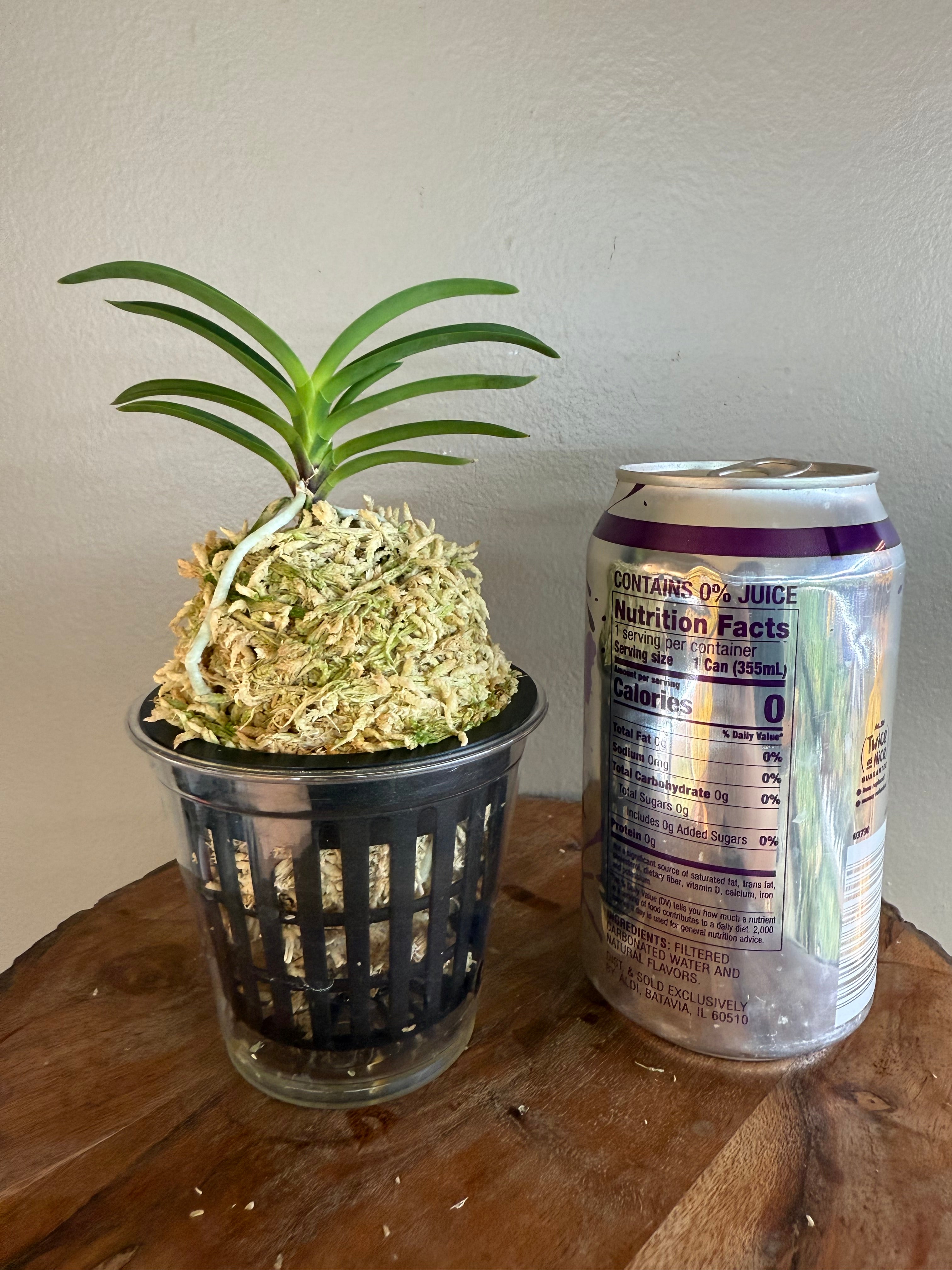 Neofinetia falcata Danjeonghong 丹頂紅 – Helen's Orchid House