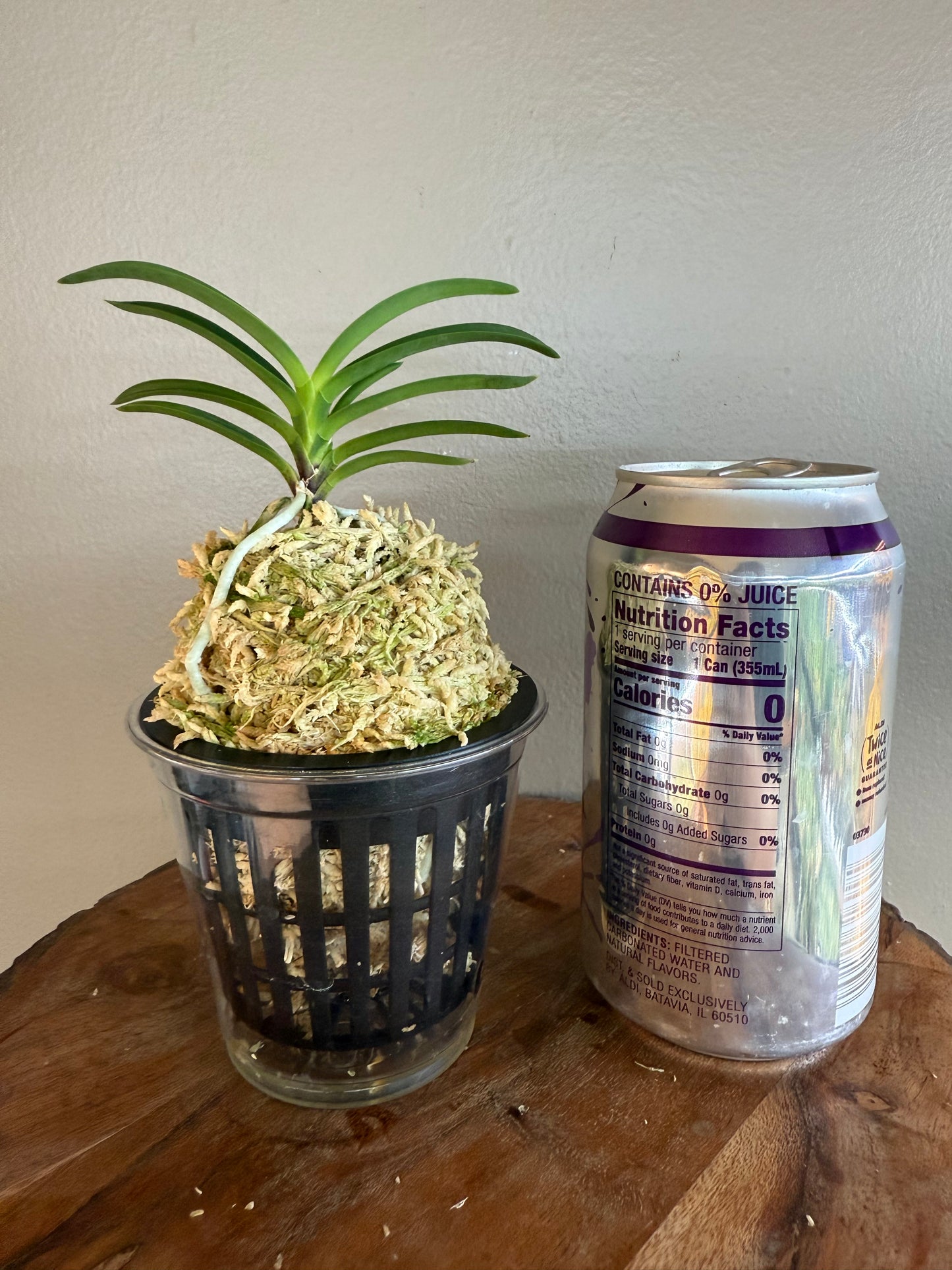 Neofinetia falcata Danjeonghong 丹頂紅