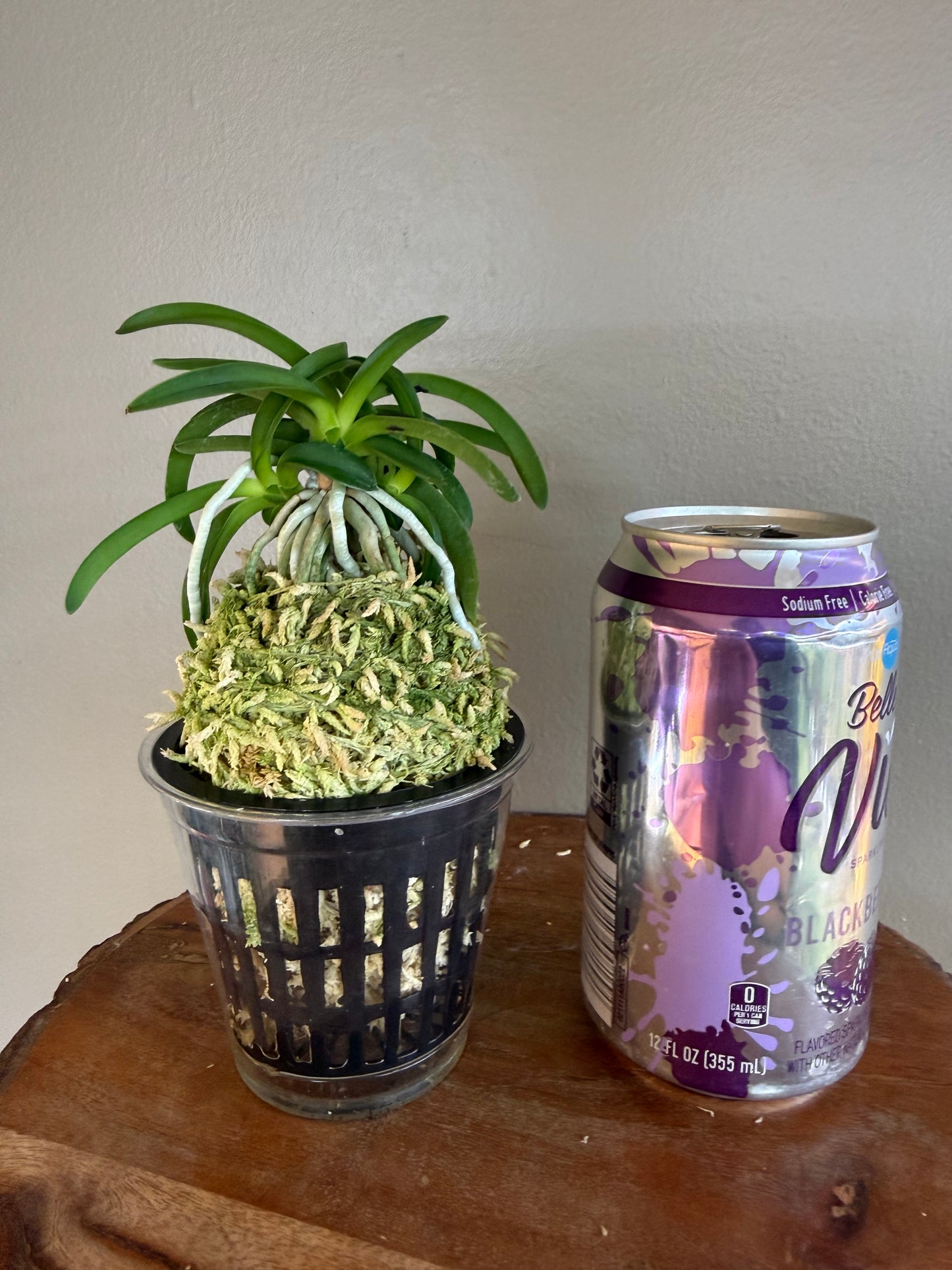 Neofinetia falcata Onami Seikai 大波青海