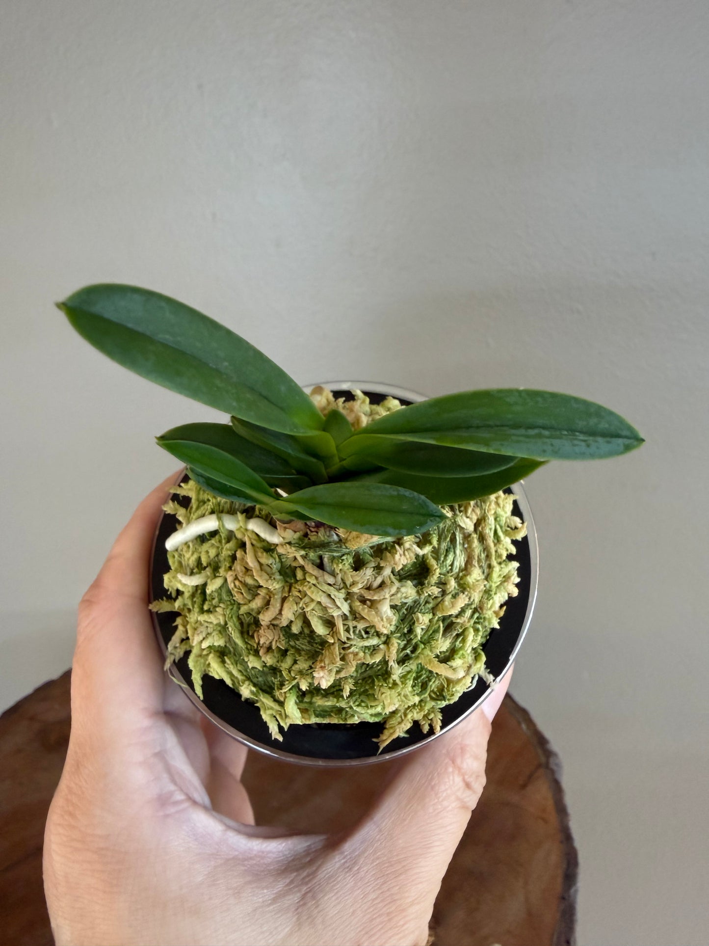 Neofinetia falcata Hwangok 黃玉
