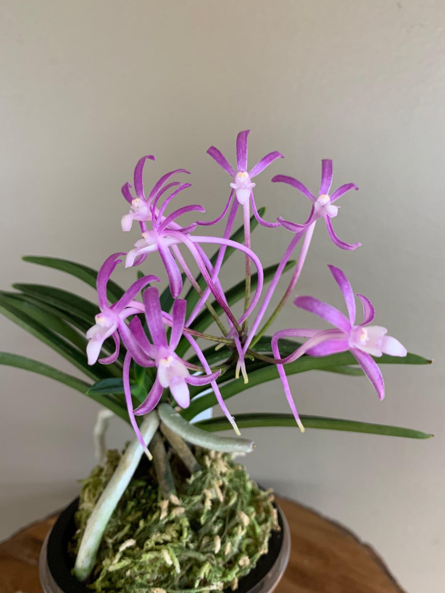 Neofinetia falcata Dohyeon 桃玄