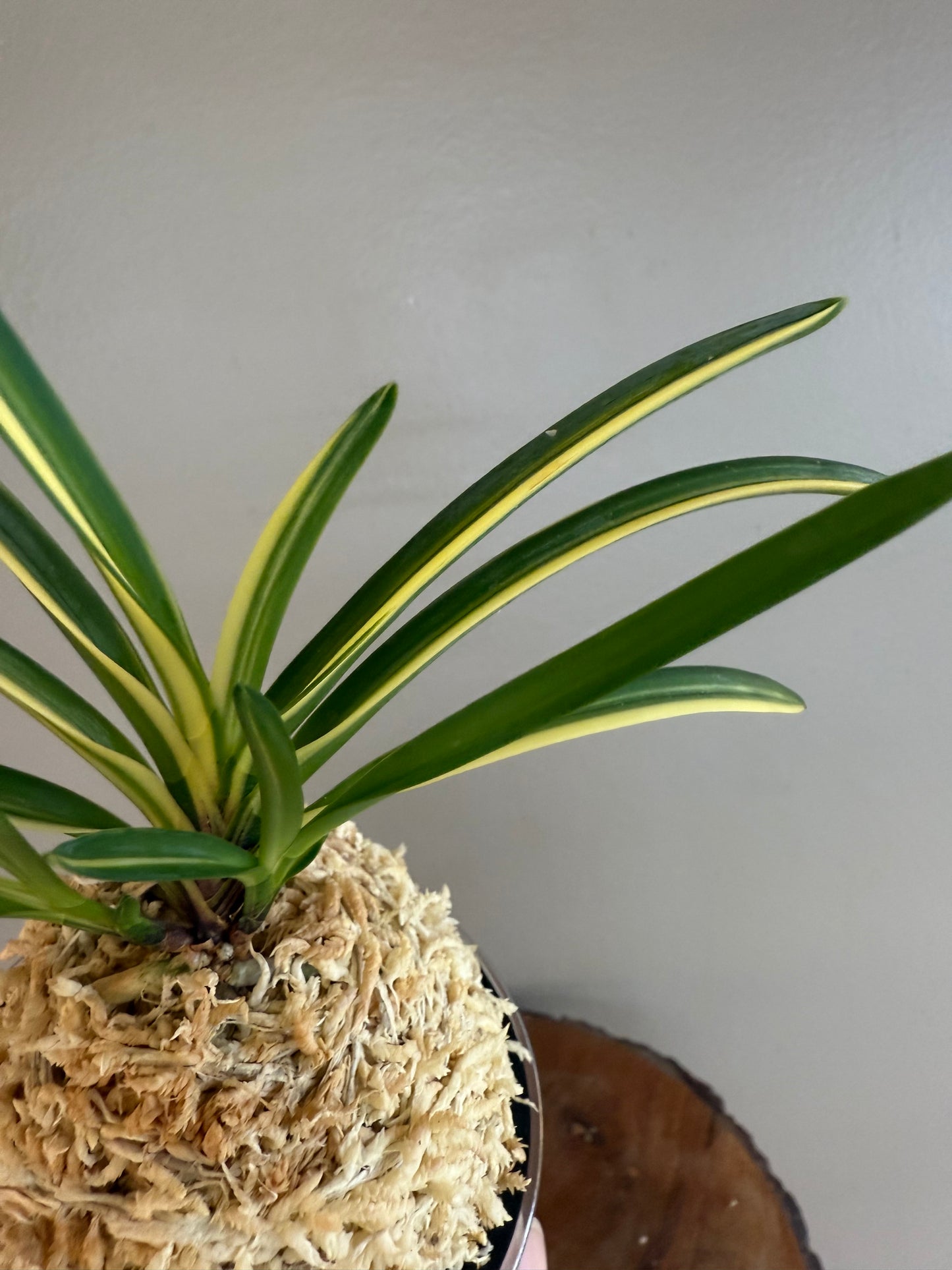 Neofinetia falcata Miyakohabutae 都羽二重