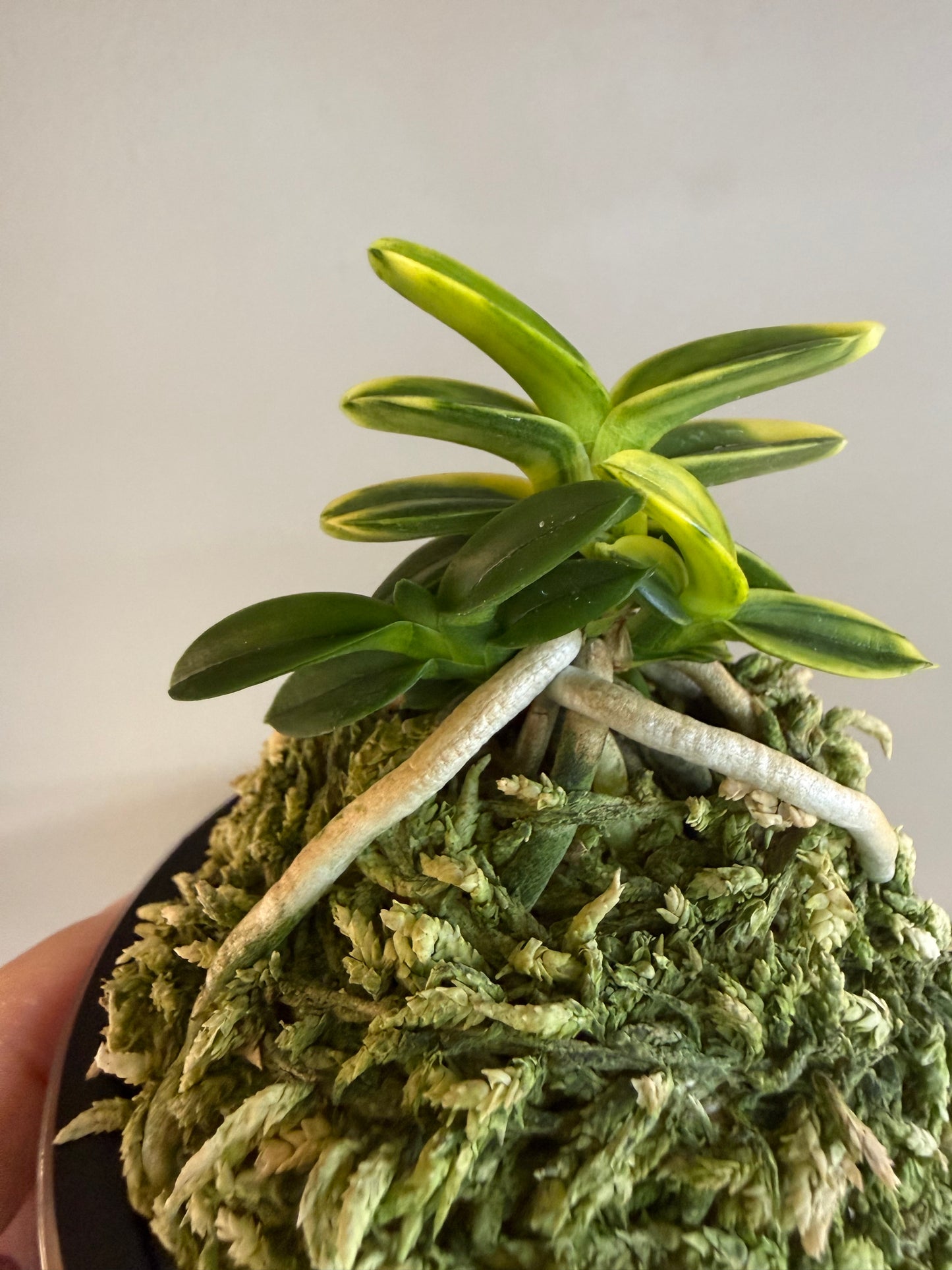 Neofinetia falcata Chwiwolho 翠月湖
