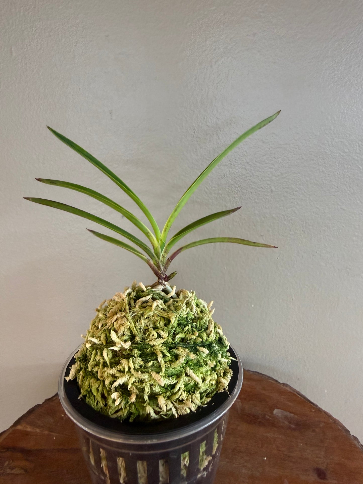 Neofinetia falcata Hanamatoi 花纏