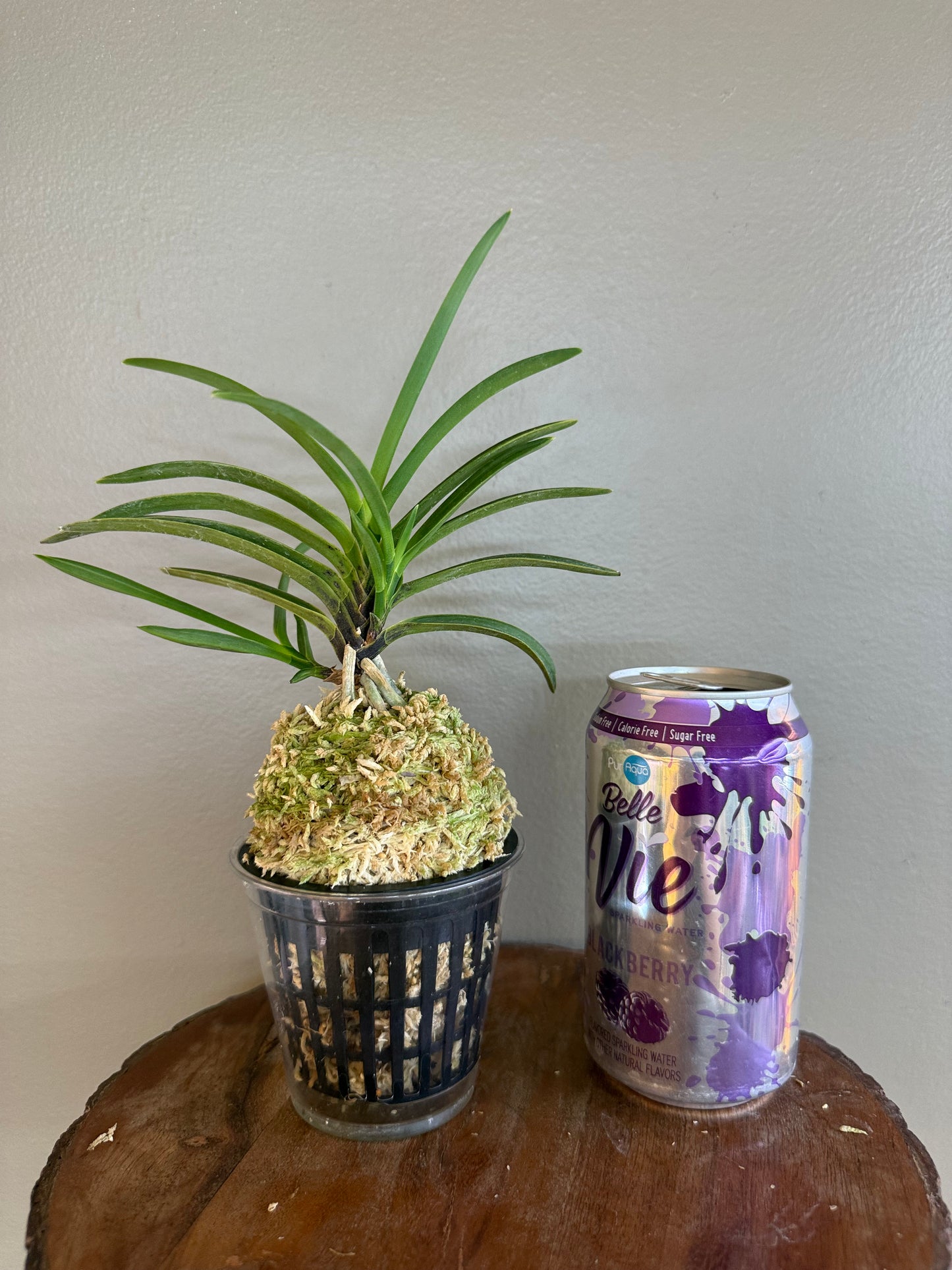 Neofinetia falcata Gahouden 雅宝殿
