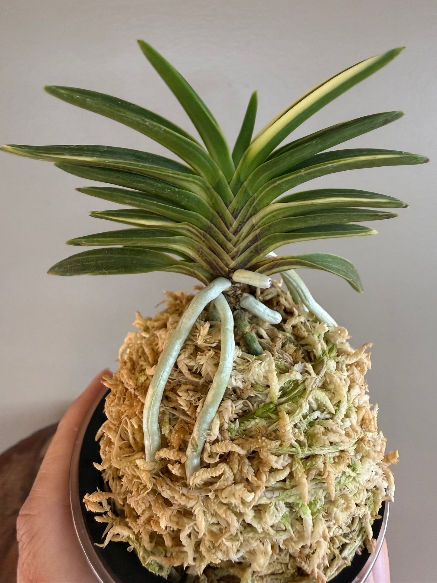 Neofinetia falcata Hakugetsu Tanba 白潔短葉（jp 白龍の舞 Hakuryu no Mai)