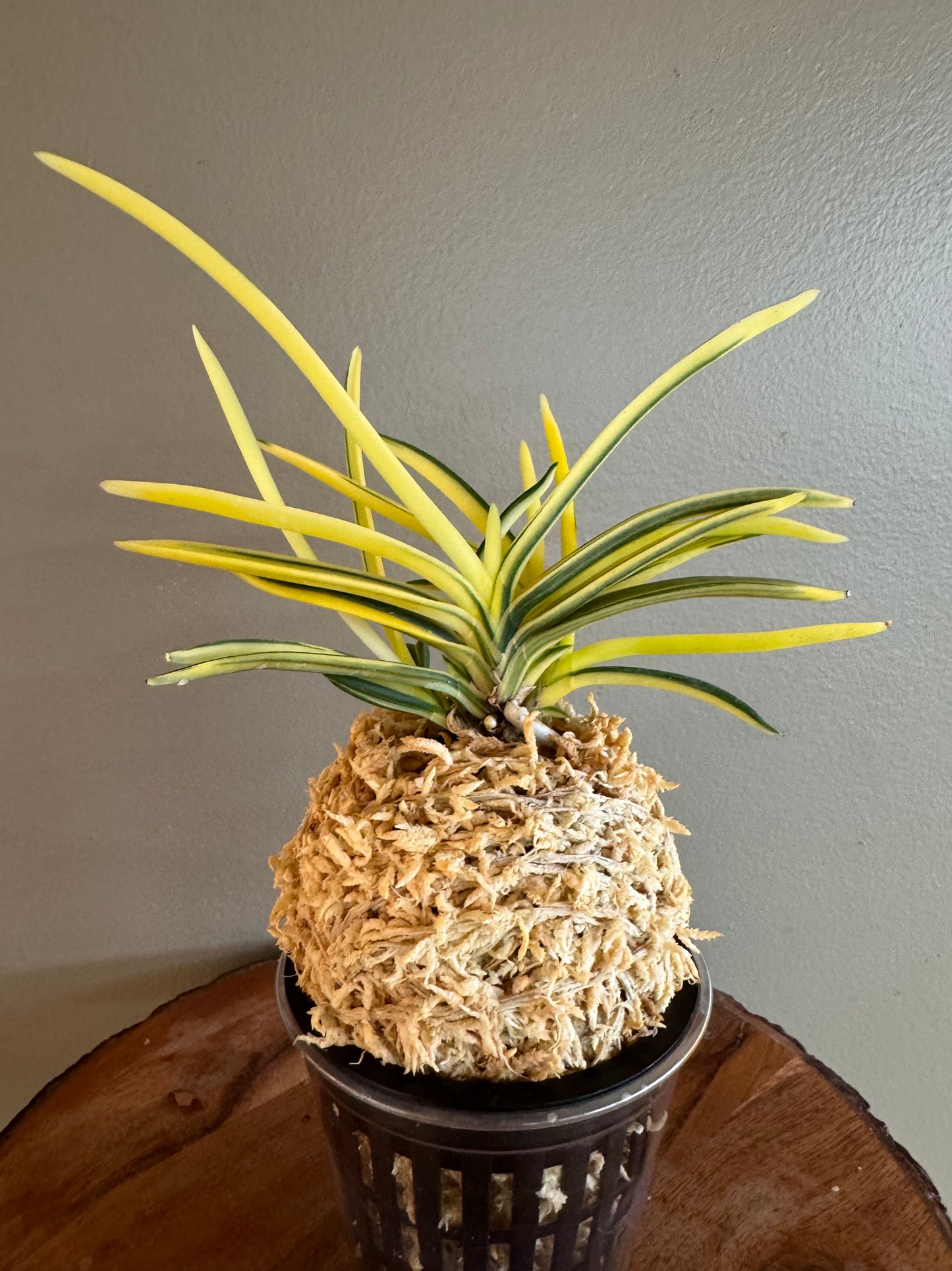 Neofinetia falcata Gojo Nakafu 御城中班