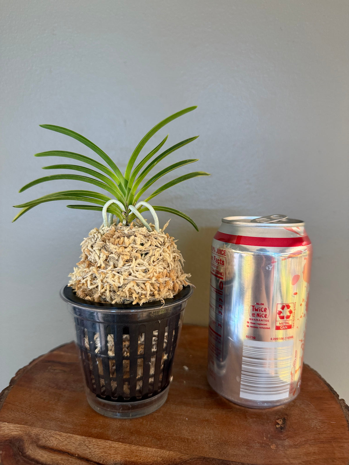 Neofinetia falcata Gongju 公主