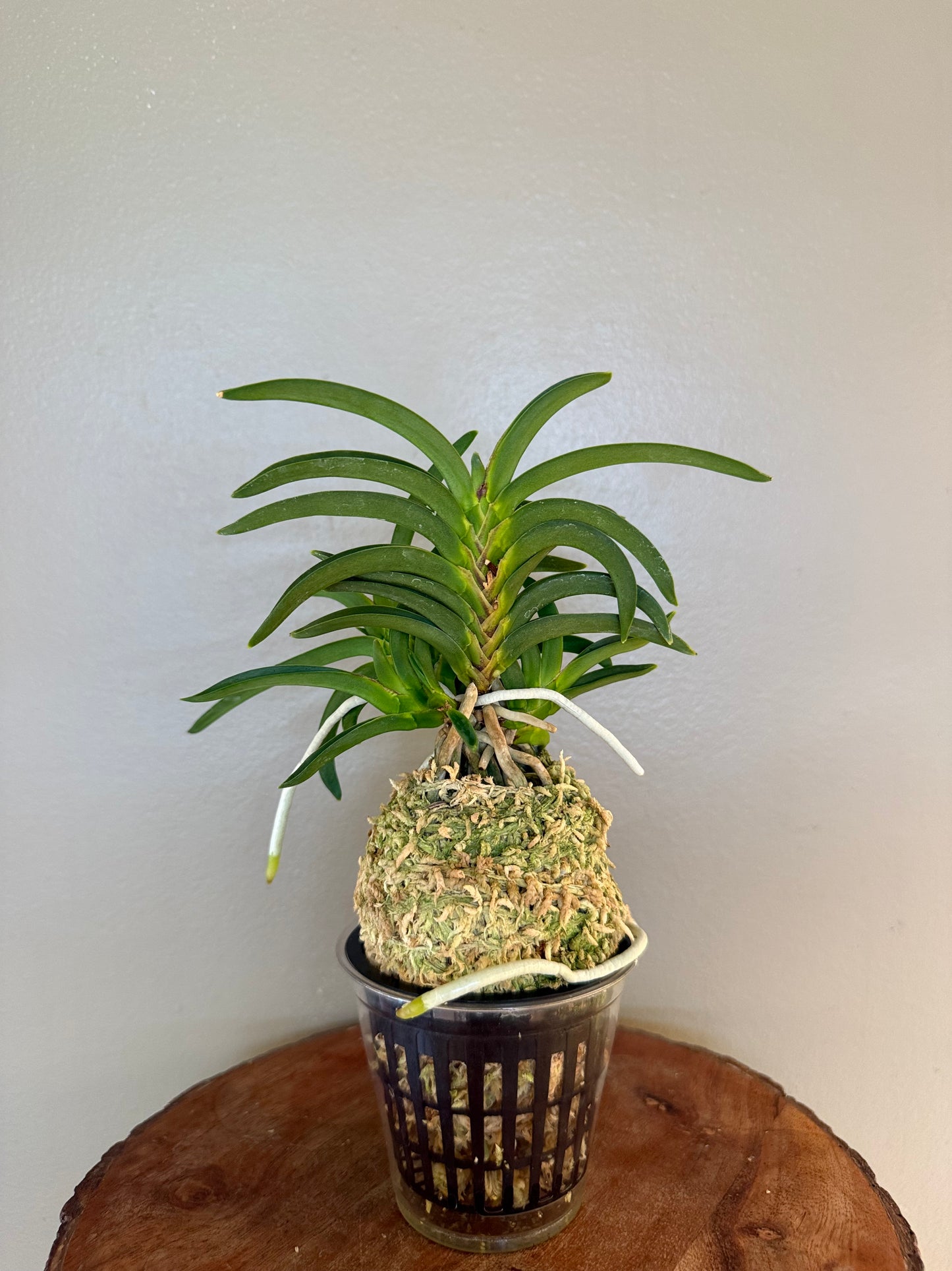 Neofinetia falcata Himiko 卑弥呼