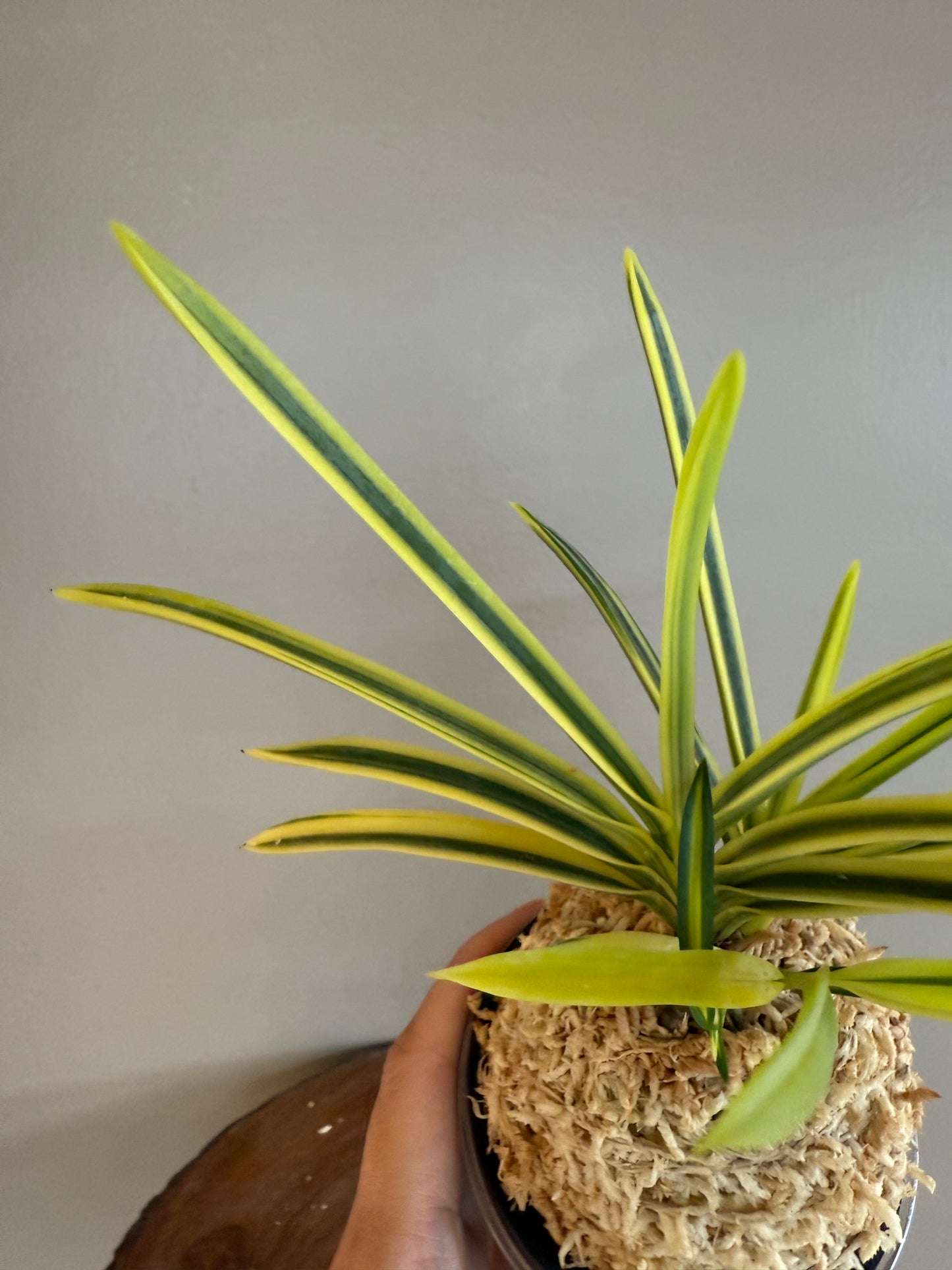Neofinetia falcata Tenkei Fukurin 天恵覆輪