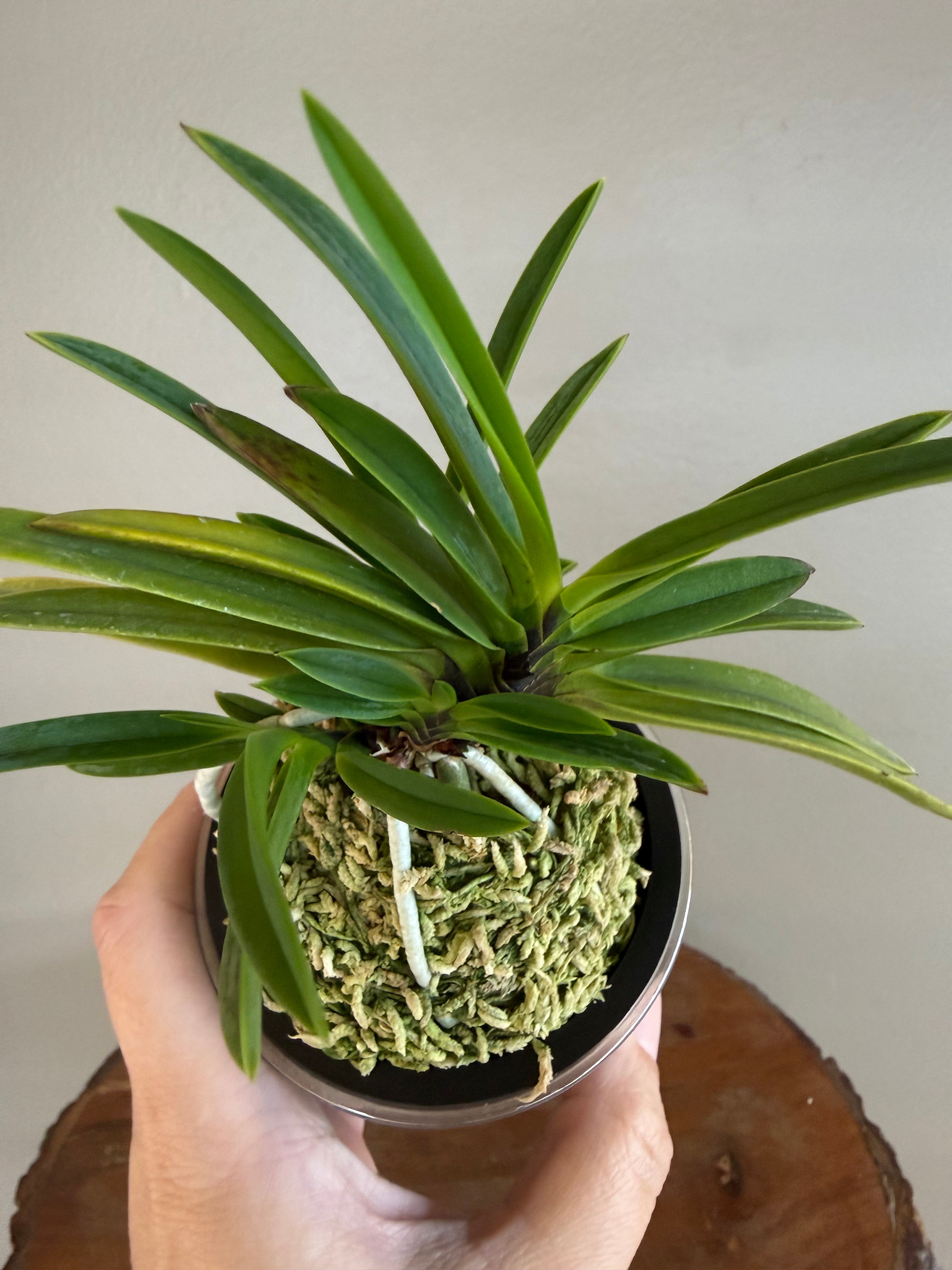 Neofinetia falcata Hanakanzashi 花簪 – Helen's Orchid House