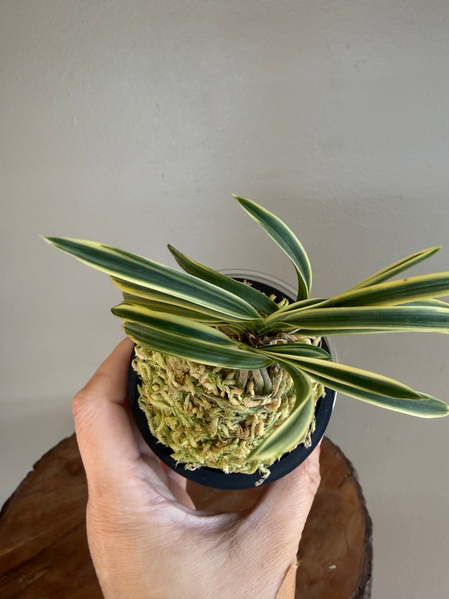 Neofinetia falcata Higashidemiyako 東出都